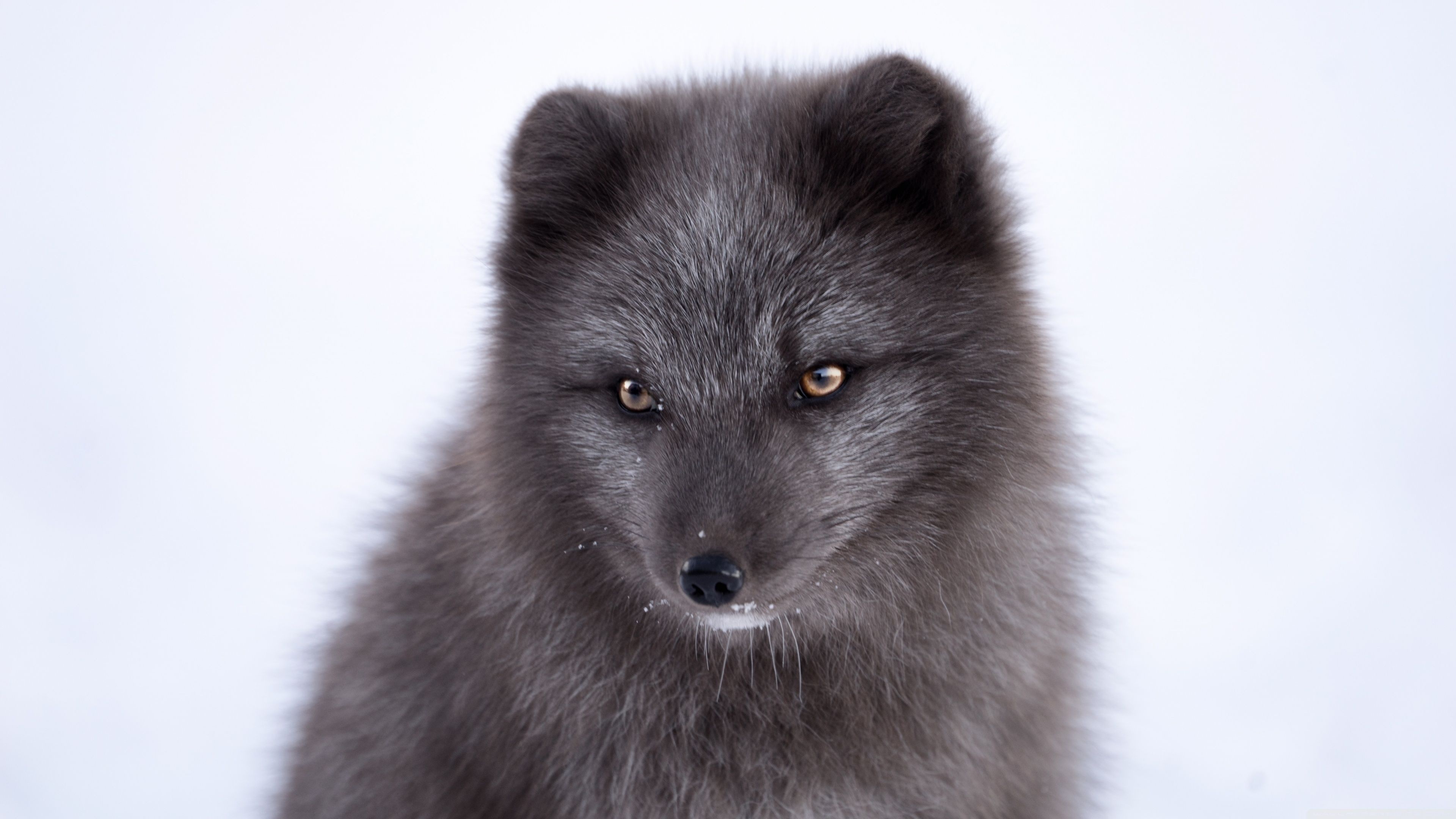 Arctic fox 4k arctic fox, Wildlife photography, 3840x2160 4K Desktop