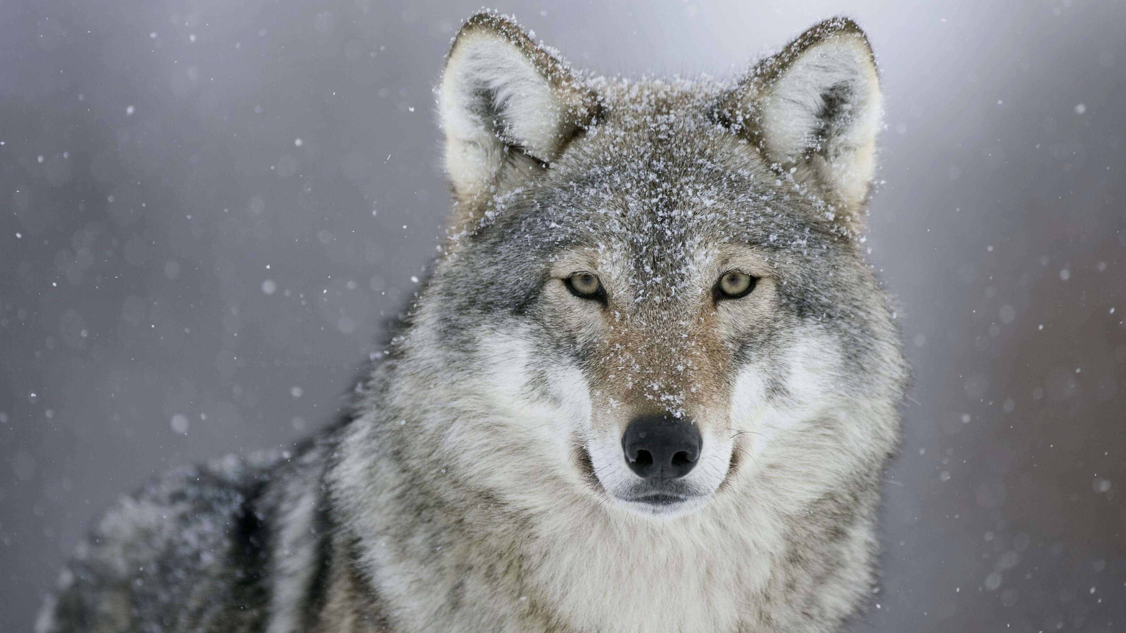 Gray Wolf: Carnivore, Domesticated several thousand years ago, The sense of smell 100 times stronger than a human’s. 3840x2160 4K Background.