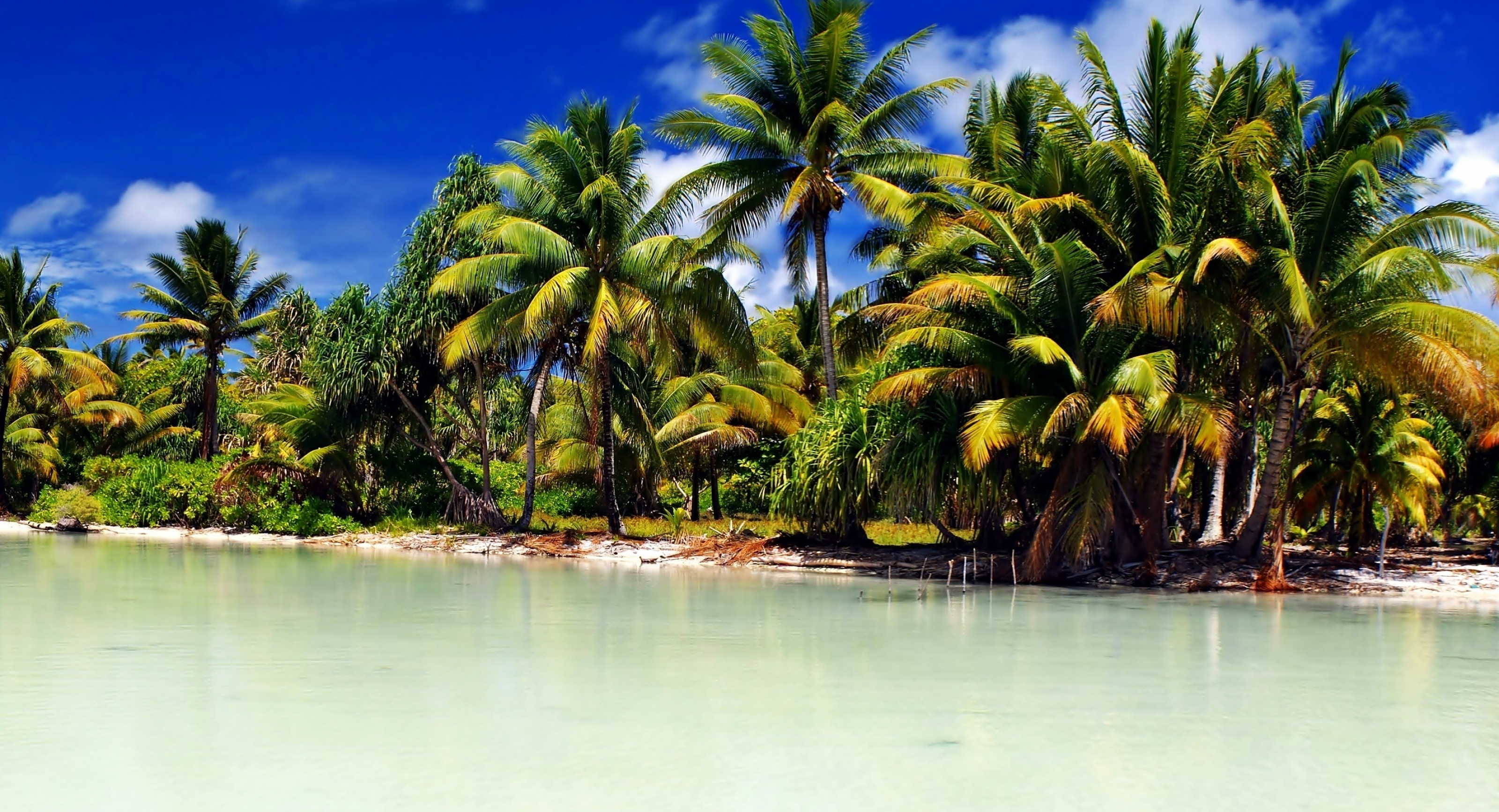 Tropical palms, Coastal serenity, Pristine shore, Paradise found, 3200x1740 HD Desktop