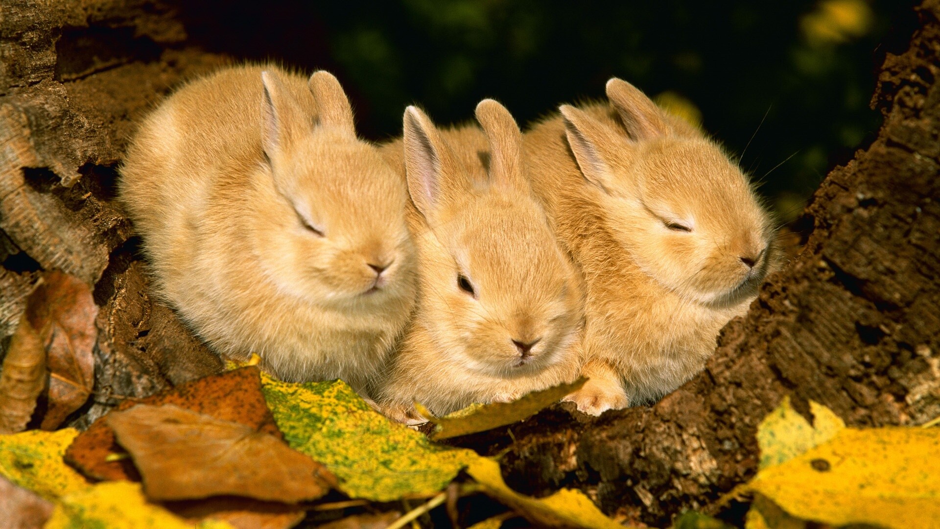 Rabbit: Bunnies, First used for their food and fur by the Romans. 1920x1080 Full HD Wallpaper.