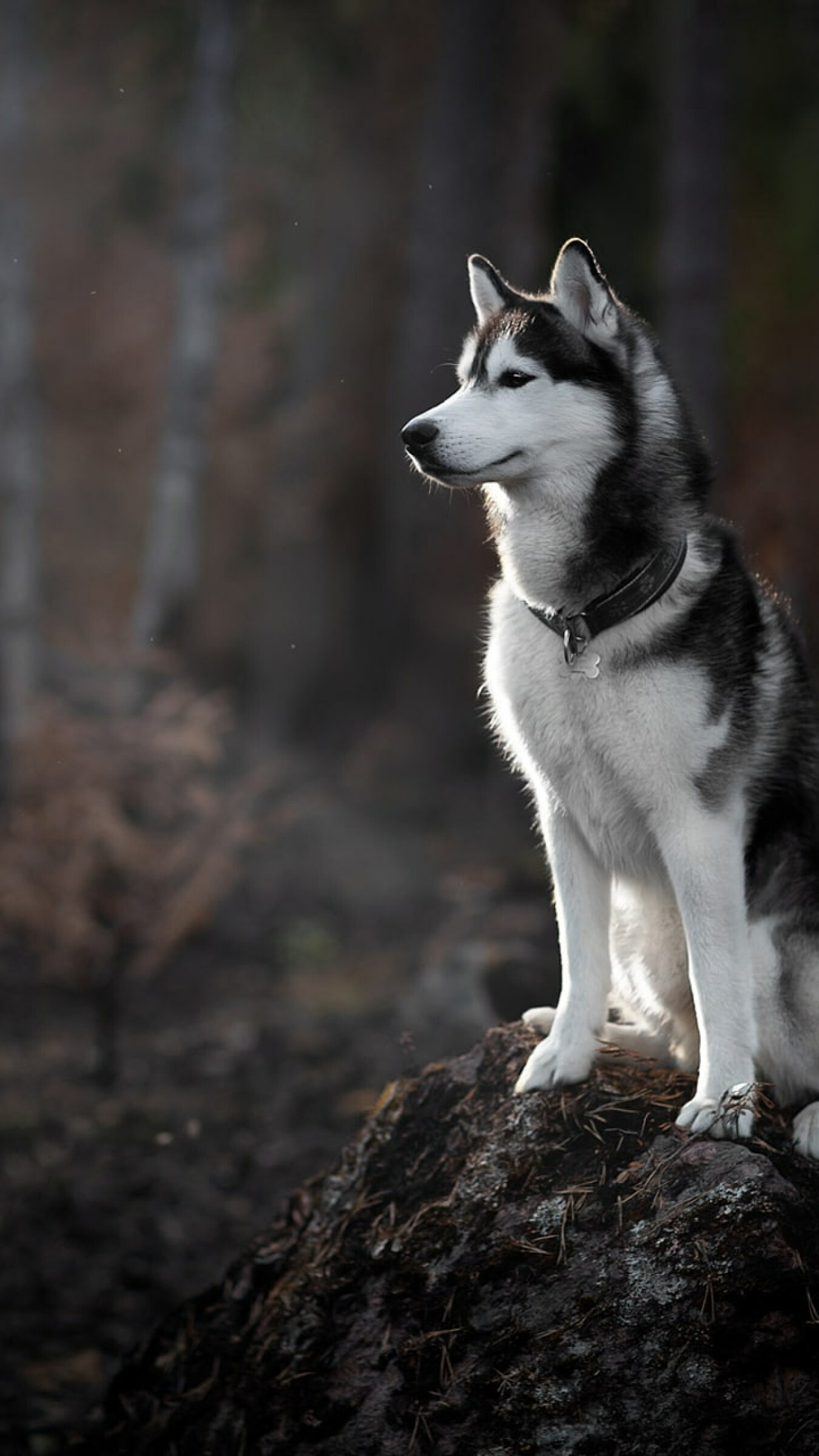Husky in the forest, Nature-centric, Wallpaper for nature enthusiasts, Captivating image, 1350x2400 HD Phone