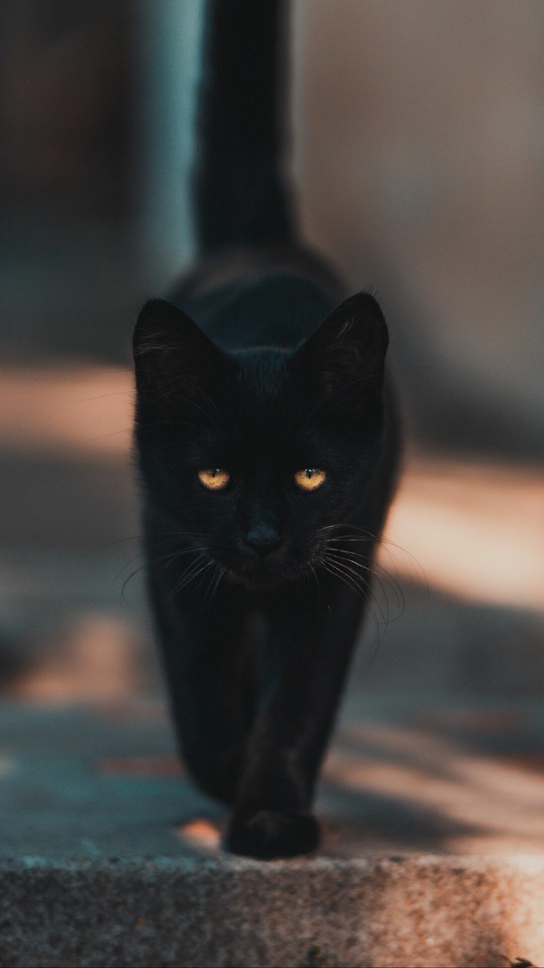 Cat walking, Elegance in motion, Playful and curious, Graceful feline, 1080x1920 Full HD Phone