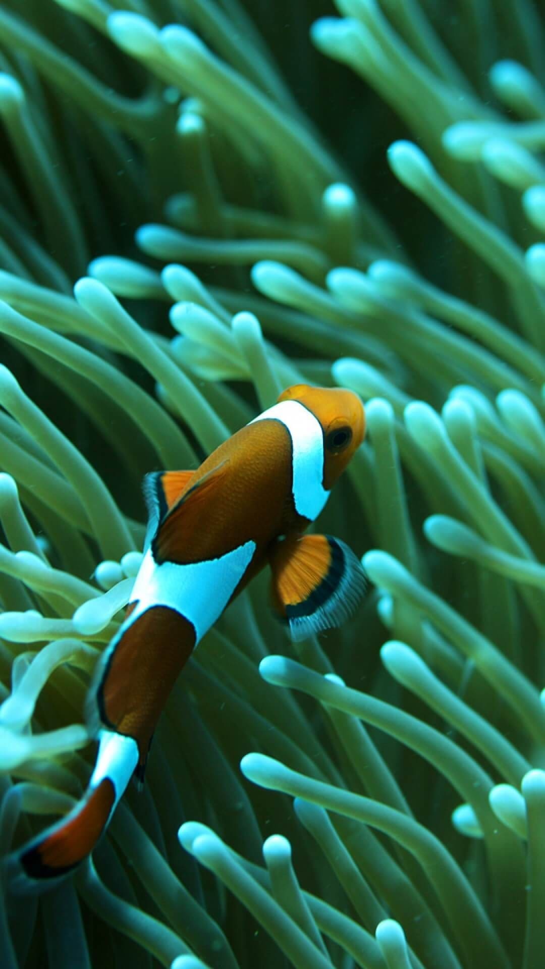 Clown Fish: Share a symbiotic relationship with Sea anemones, Marine organism. 1080x1920 Full HD Wallpaper.