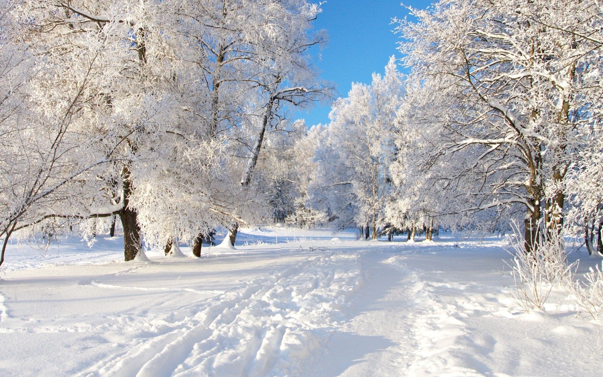 Winter wonderland wallpapers, Snowy scenes, 1920x1200 HD Desktop