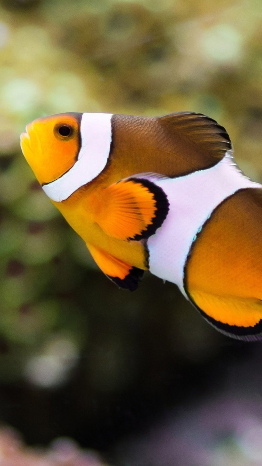 Clown Fish: Amphiprion ocellaris, A protandrous hermaphrodite. 1080x1920 Full HD Wallpaper.