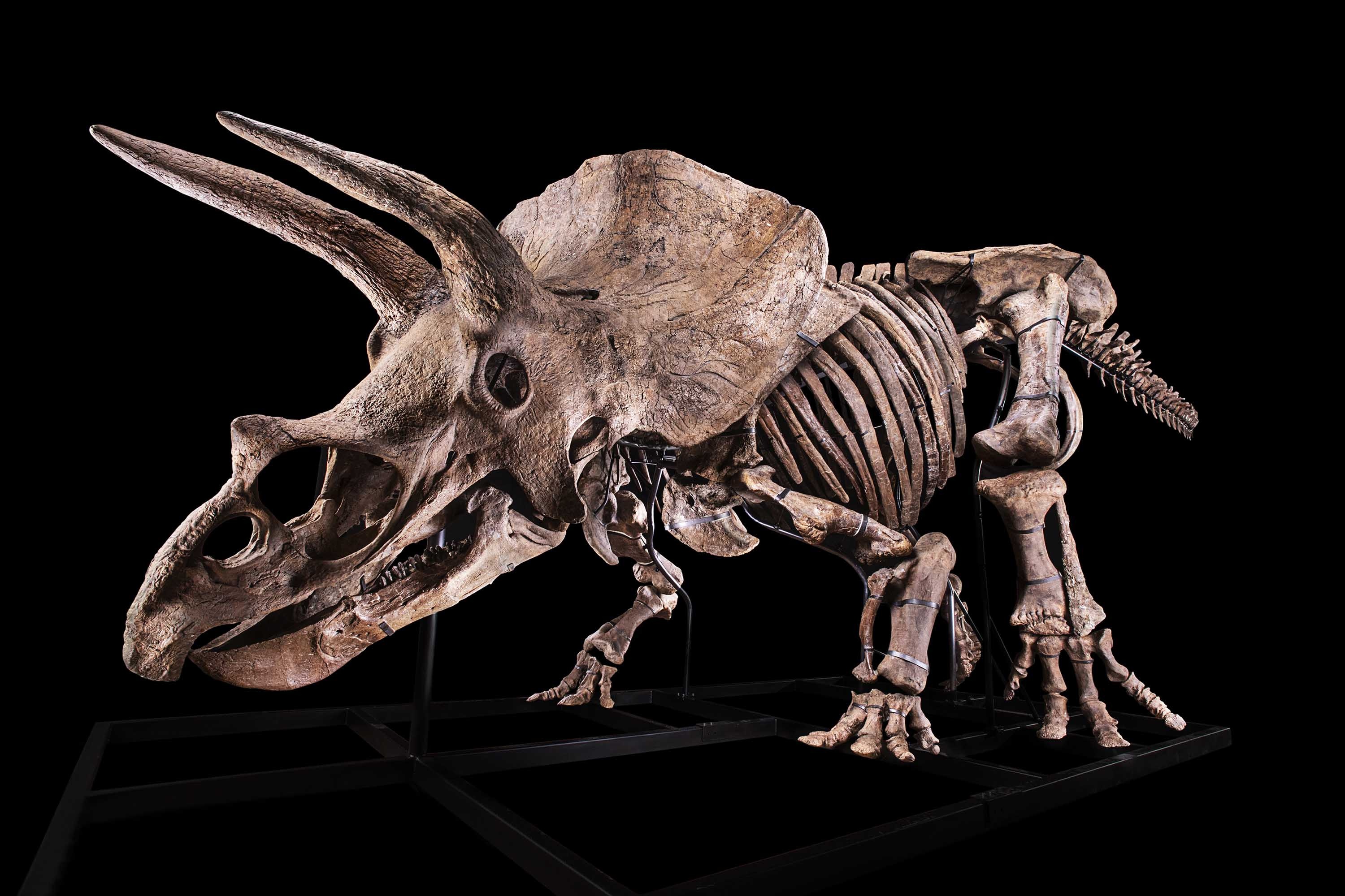 Triceratops, World's biggest, Skeleton for sale, CNN style, 3000x2000 HD Desktop