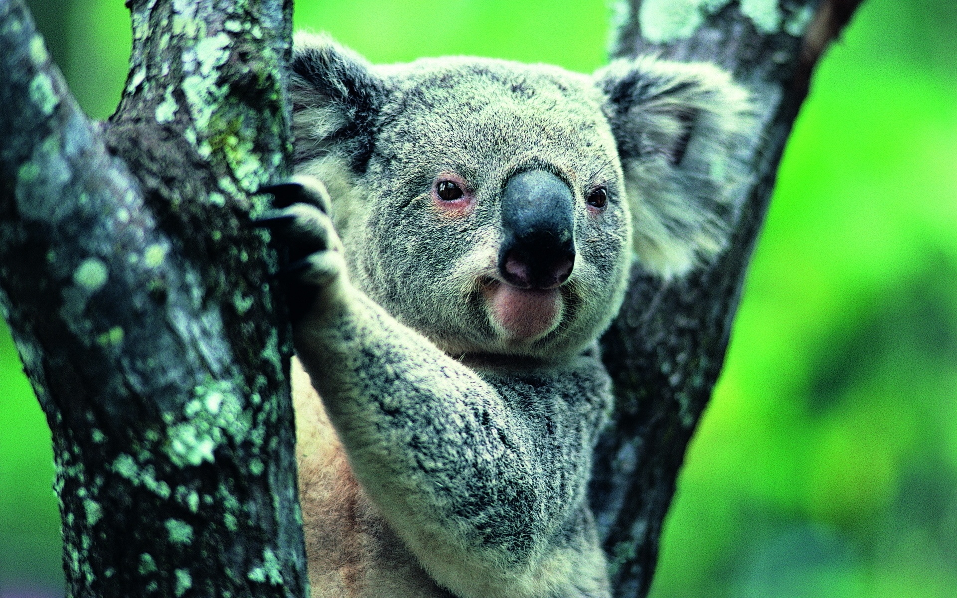 Koala wallpaper, High-resolution image, Stunning background, Free download, 1920x1200 HD Desktop