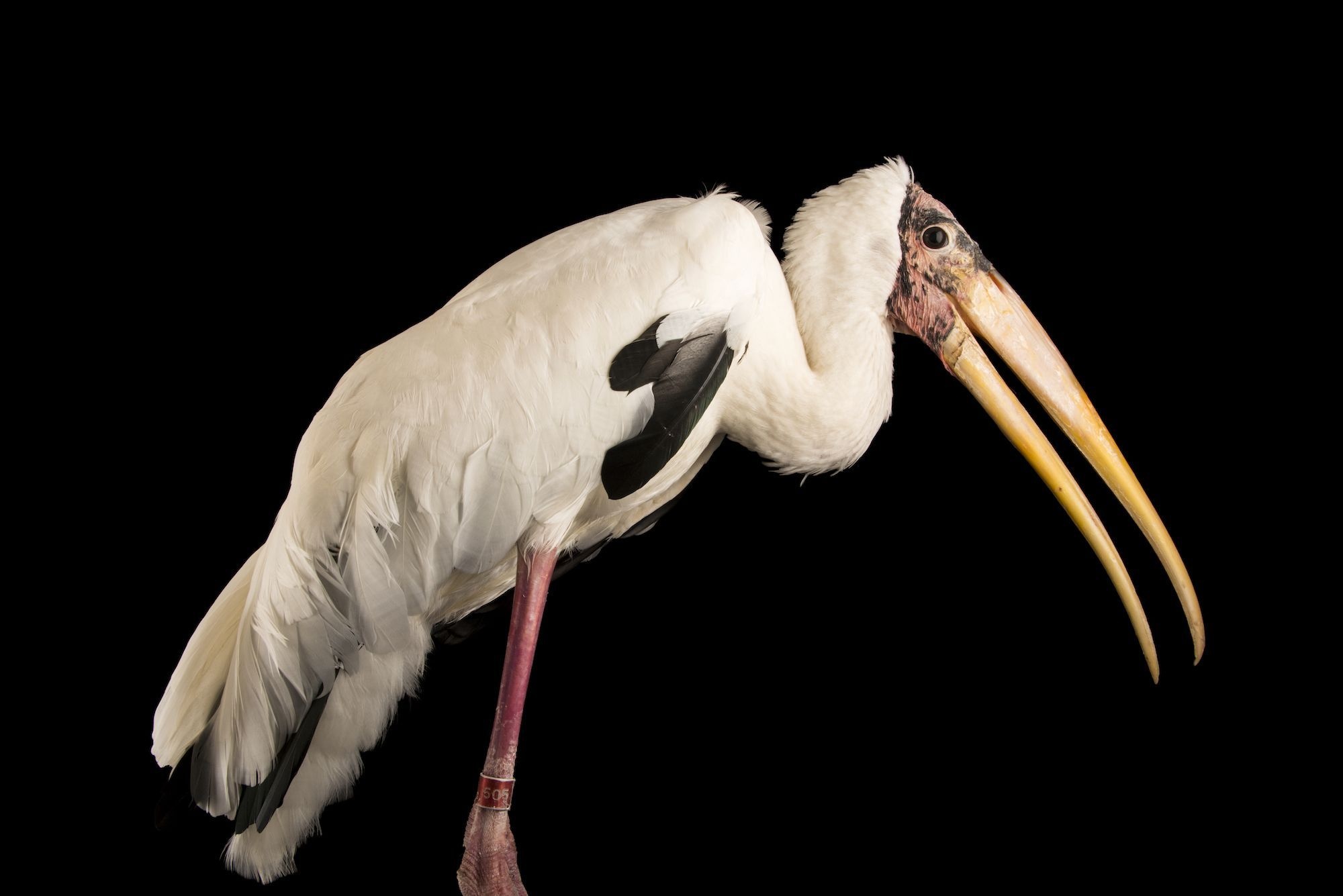 Milky stork in Photo Ark, Conservation focus, National Geographic Society, Stunning imagery, 2000x1340 HD Desktop