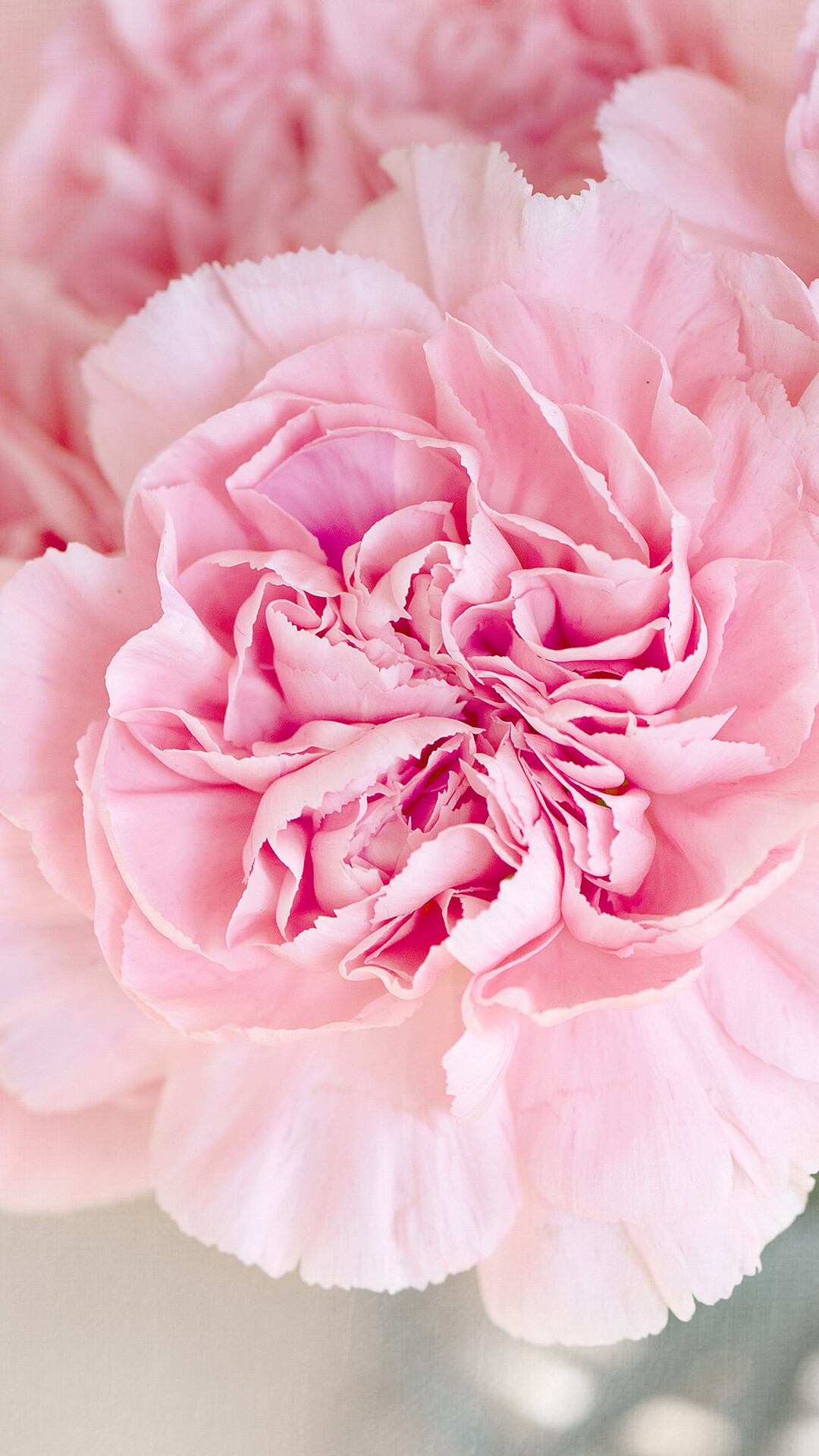 Carnation: A herbaceous flowering perennial that is commonly found in gardens, It is prized for its aroma, hardiness, and aesthetic appeal. 1080x1920 Full HD Wallpaper.