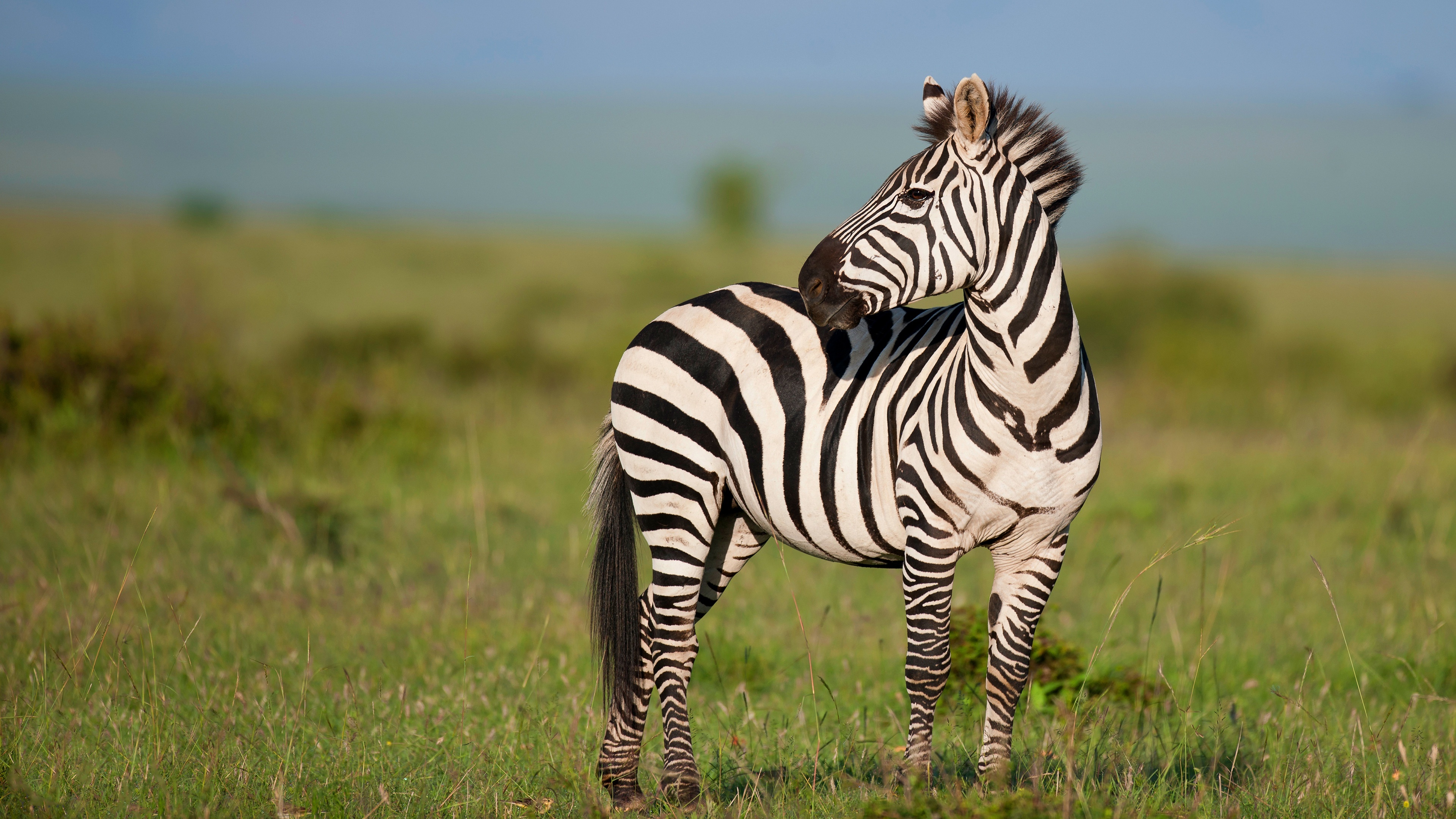 Kruger National Park, 4K zebra wallpapers, 3840x2160 4K Desktop