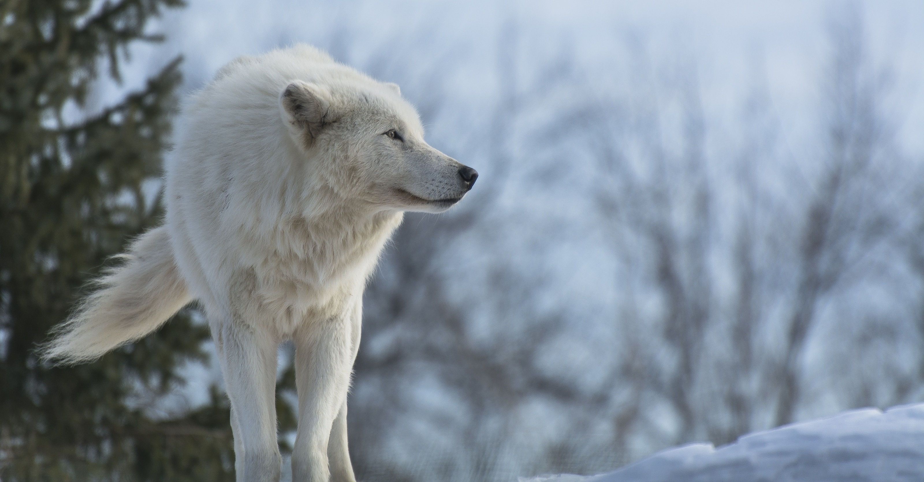 Arctic Wolf, White wolf laptop wallpapers, Snowy landscapes, Arctic serenity, 3200x1680 HD Desktop