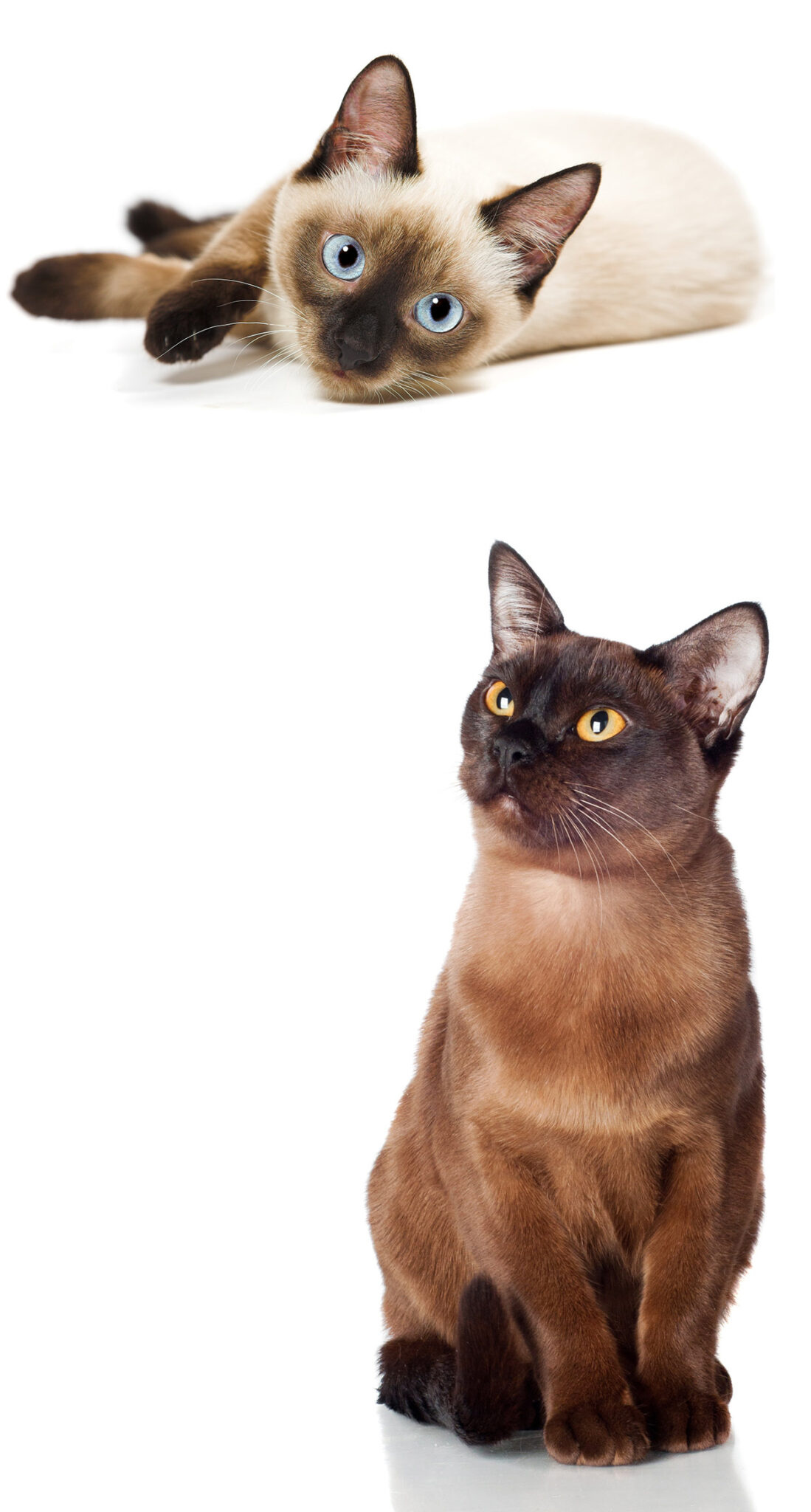 Burmese vs Siamese, Happy cat site, Choosing between breeds, Helpful advice, 1100x2050 HD Phone