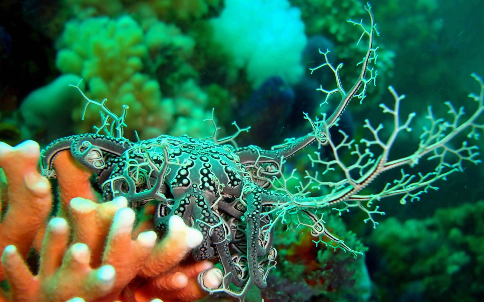Coral Sea, Underwater creatures, Vibrant coral, Ocean beauty, 1920x1200 HD Desktop