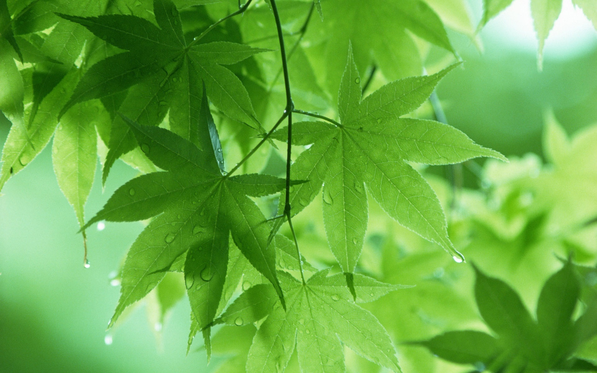 Green maple leaf, Spring rain, Nature's beauty, Landscape wallpaper, 1920x1200 HD Desktop
