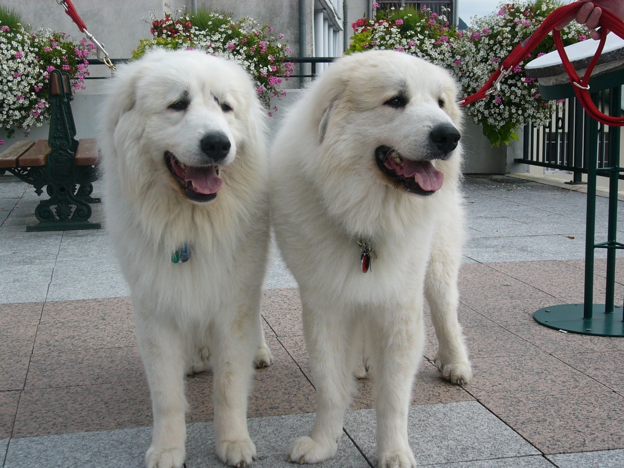 Great Pyrenees, Recognizing Differences, 2050x1540 HD Desktop