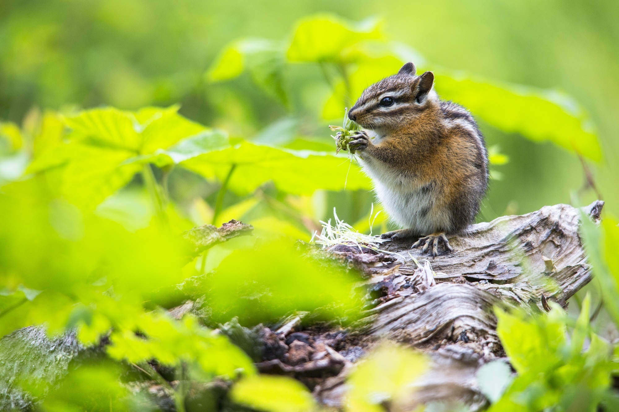 Chipmunk: There are 25 species that are native to North America. 2000x1340 HD Background.