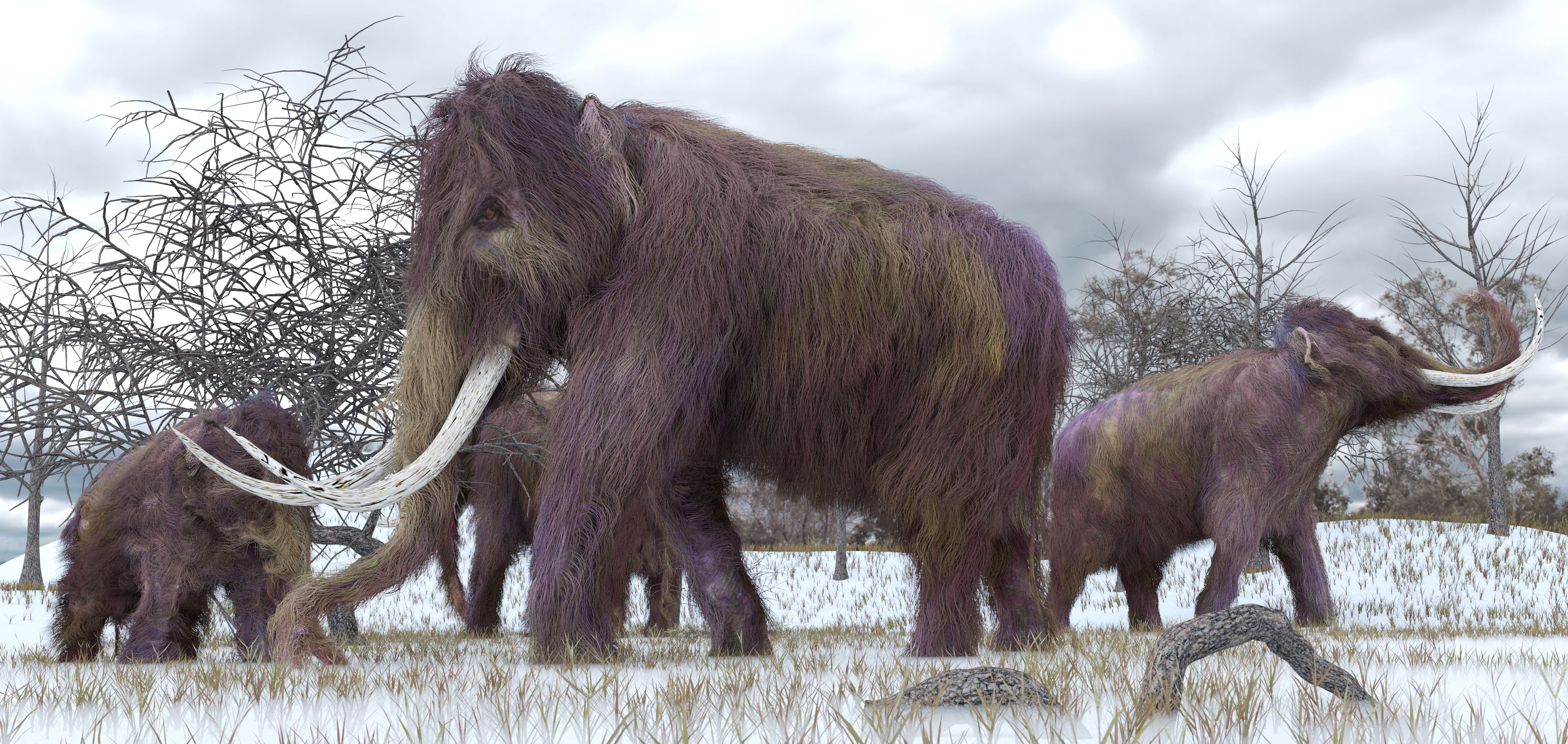 Prehistoric teeth, Mammoth diets, Unlock clues, Natural History Museum, 3500x1660 Dual Screen Desktop