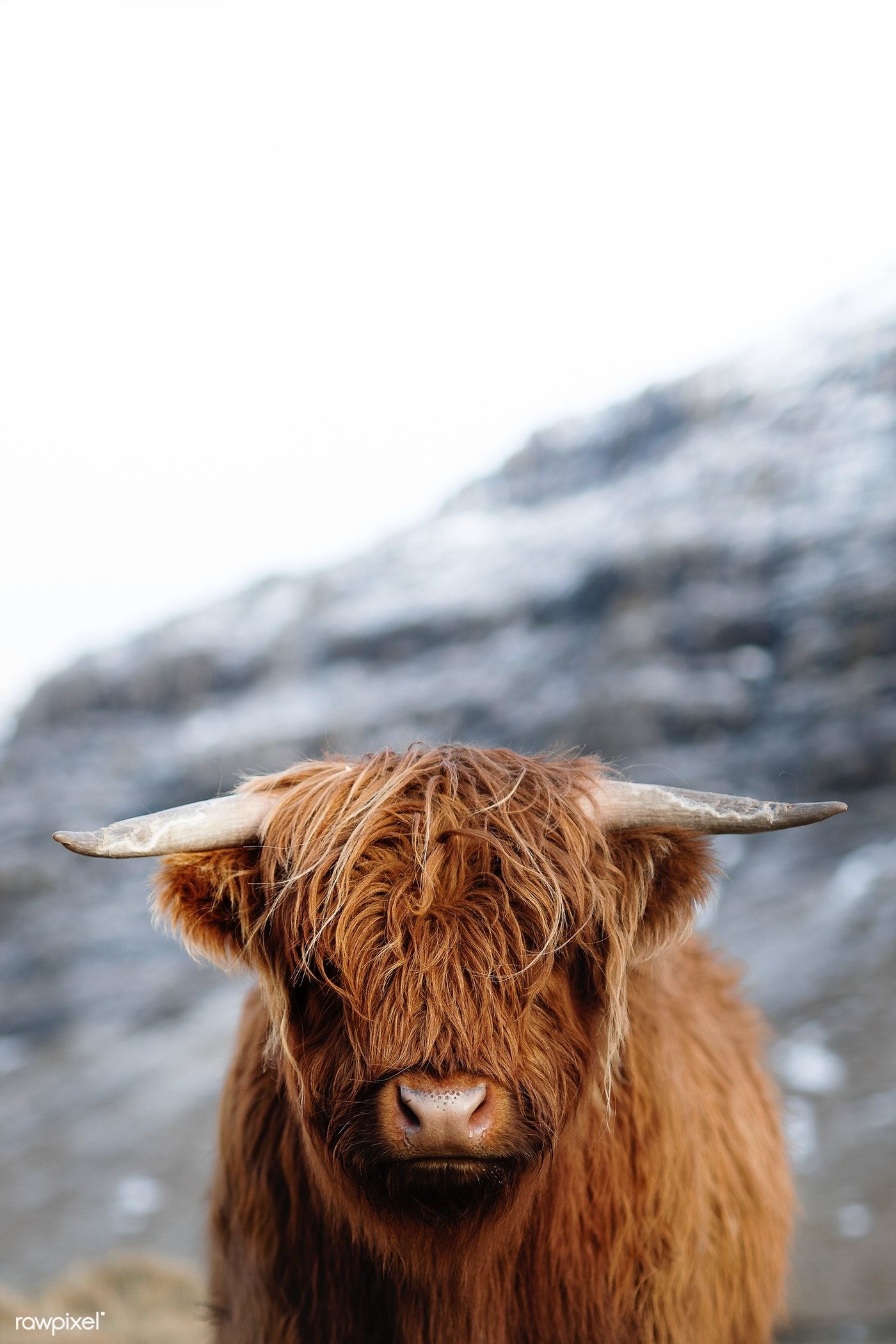 Scottish highland calf, Adorable countryside scene, Majestic highland cattle, Nature photography, 1400x2100 HD Handy