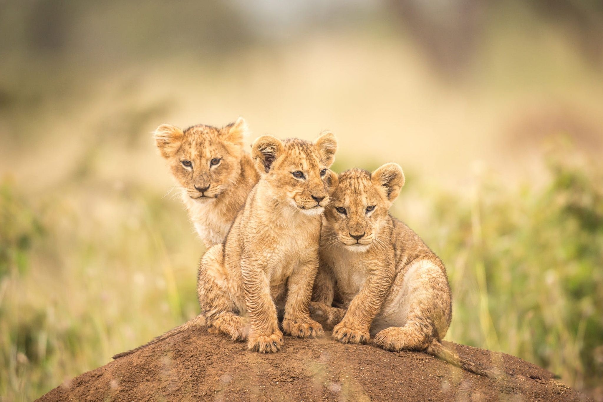 Curious baby lion cubs, Majestic feline, Tiny royalty, Endearing playfulness, 2050x1370 HD Desktop