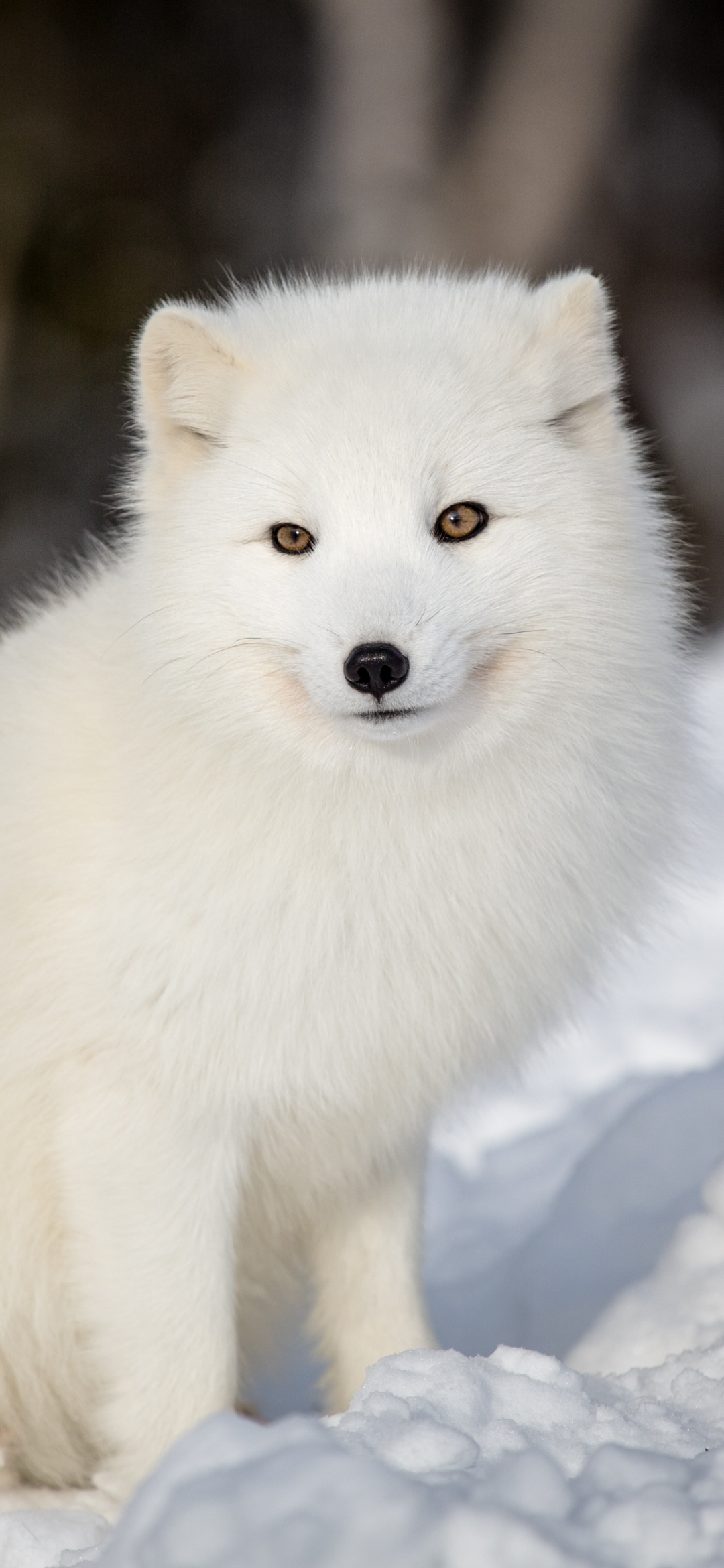 Animal, Arctic Fox, 1080x2340 HD Phone