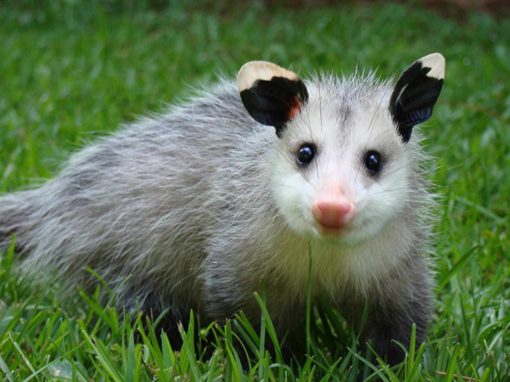 Amanda Eastman, Animal photography, Happy opossums, Adaptable creatures, 2050x1540 HD Desktop