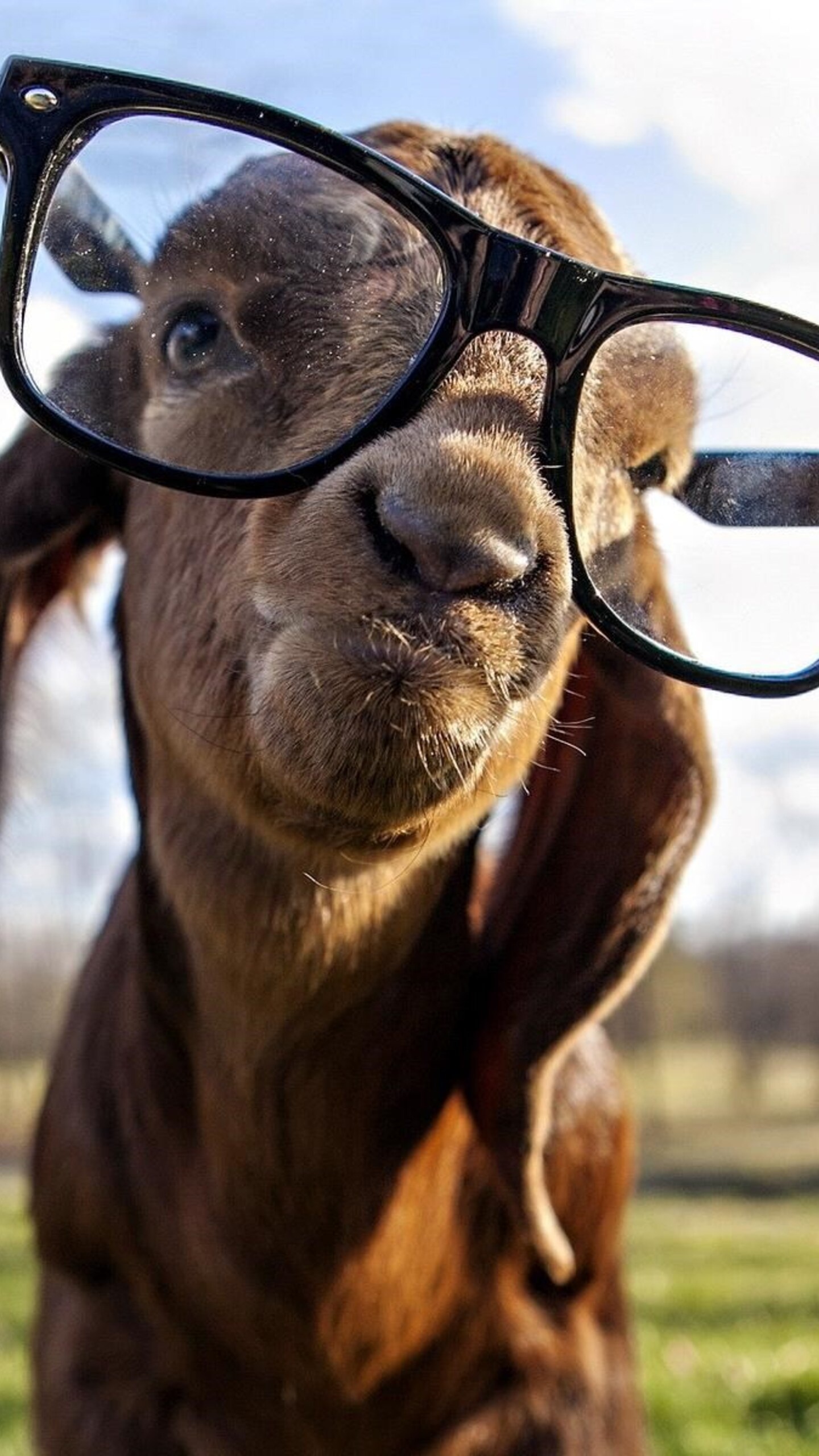 Goat with swag, HD excellence, Stylish attitude, Unparalleled coolness, 1440x2560 HD Phone