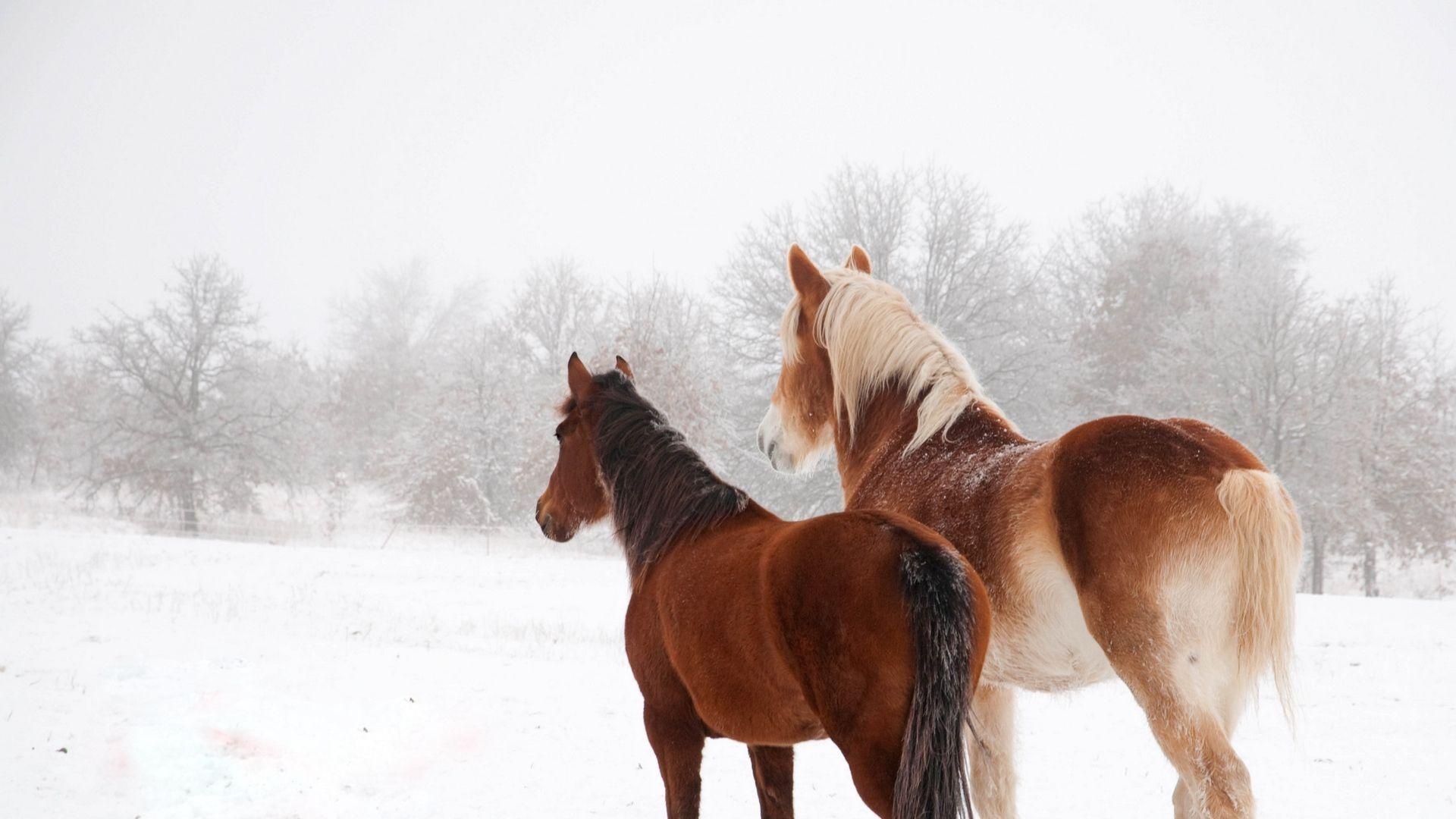 Winter's embrace, Snow-covered horses, Frozen elegance, Tranquil beauty, 1920x1080 Full HD Desktop