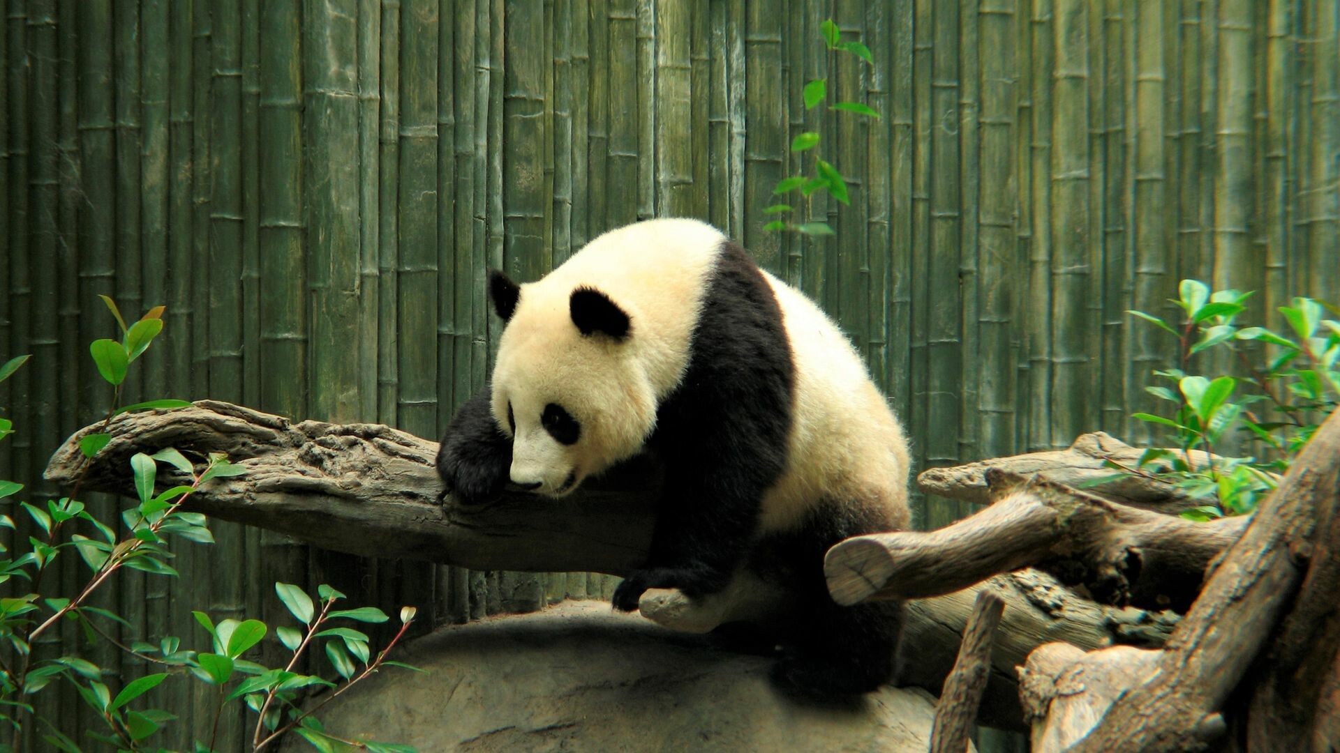 Panda: One of the most beloved animals in the world, Black and white bear. 1920x1080 Full HD Background.
