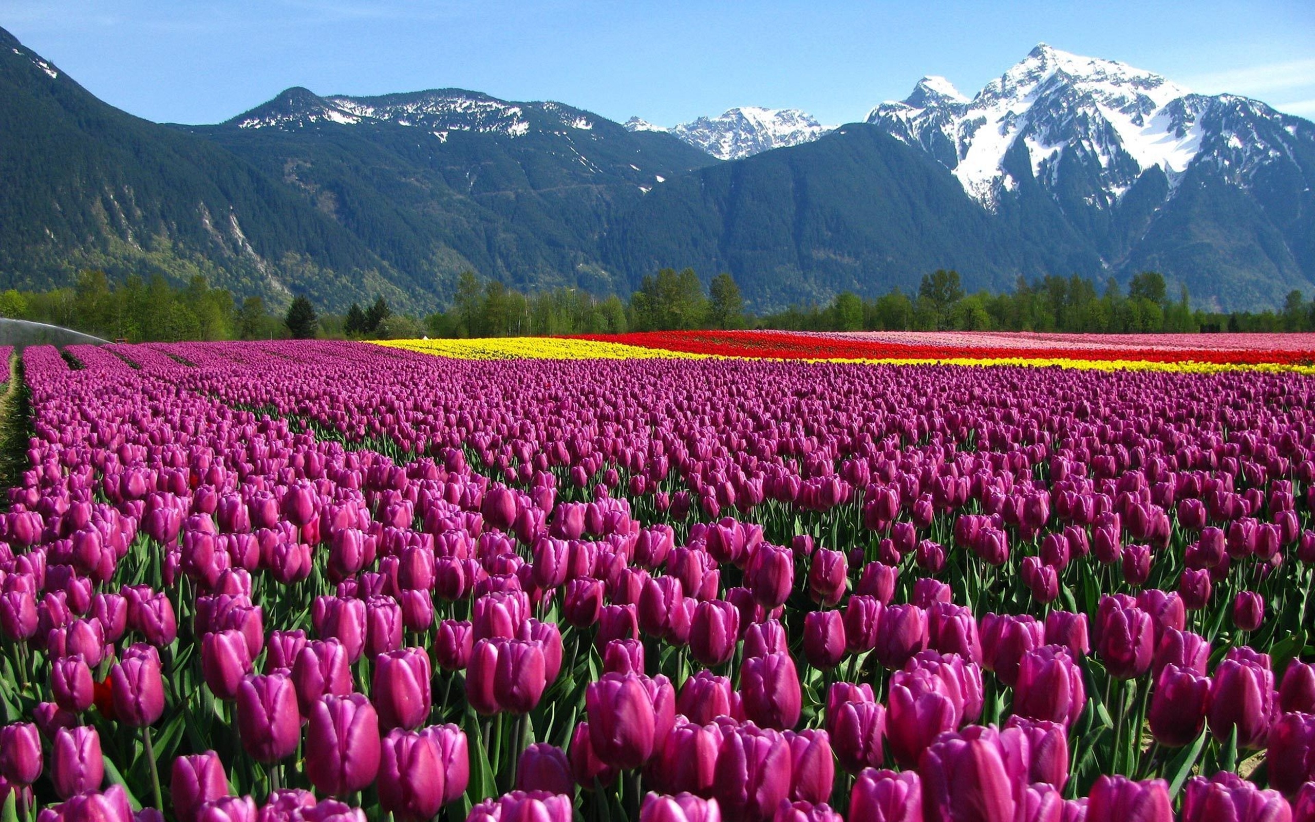 Flower Garden, Tulip delight, Rainbow hues, Garden oasis, 2560x1600 HD Desktop