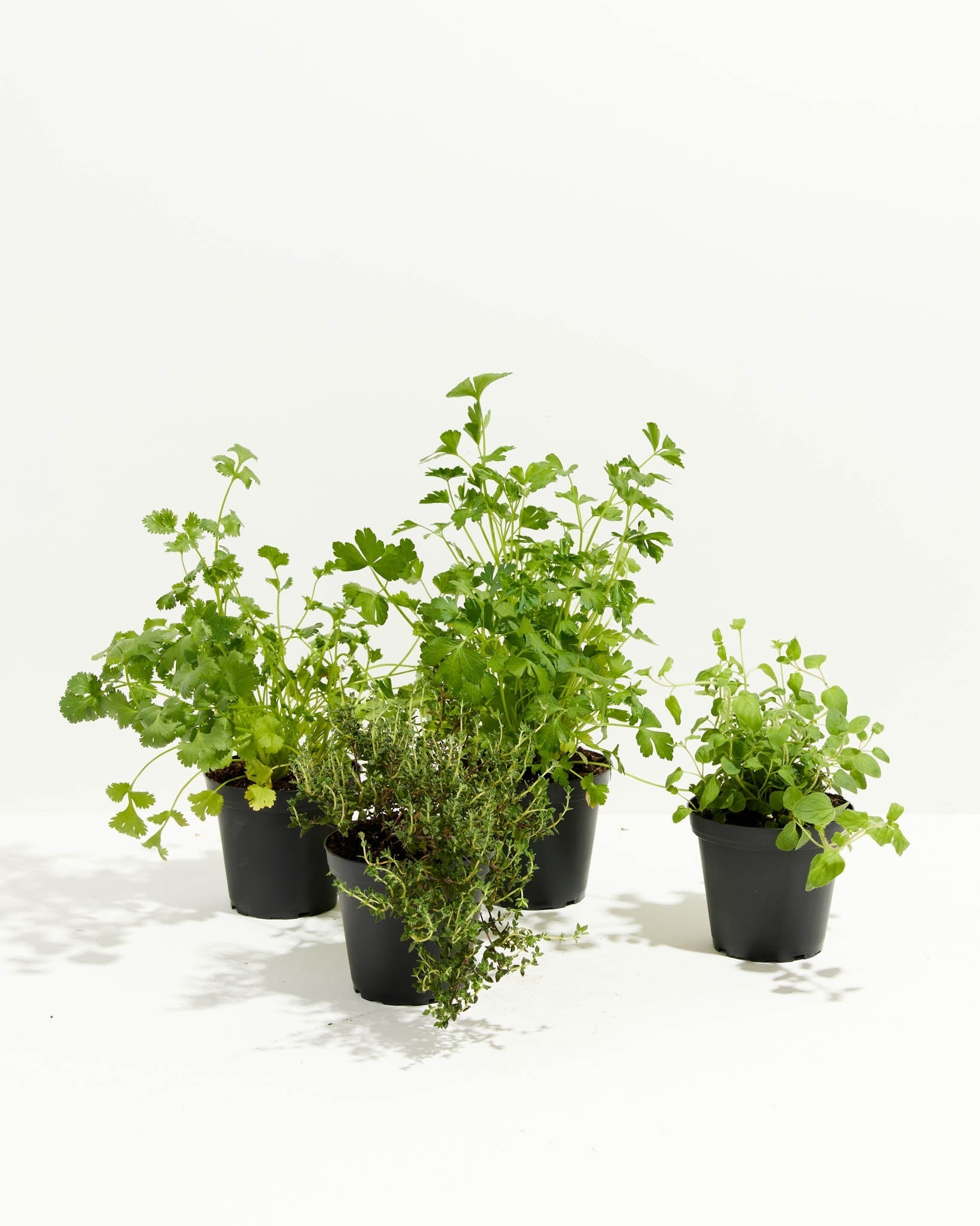 Lively herbs collection, Thyme, oregano, cilantro, parsley, Kitchen-ready herbs, 1640x2050 HD Phone
