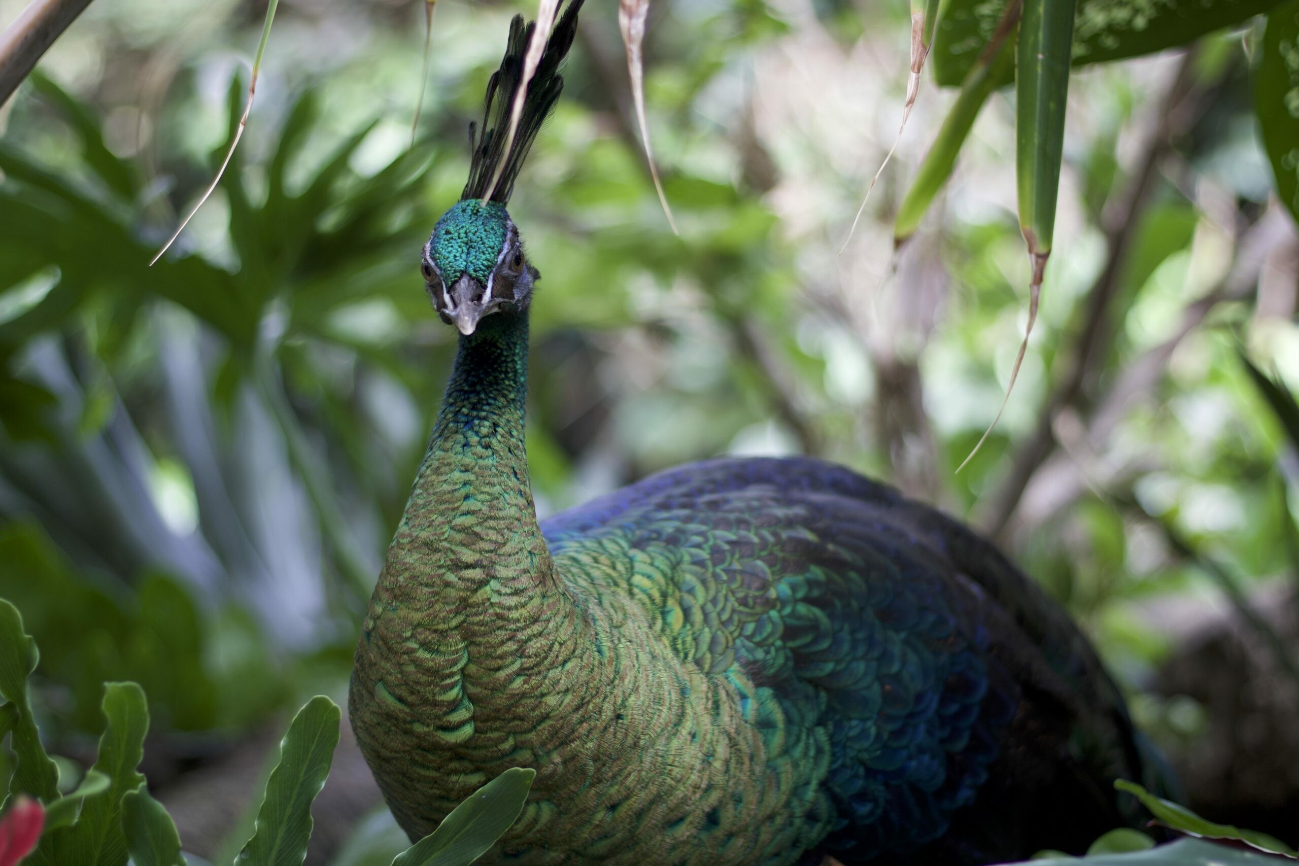 Peacock: The two Asiatic species are the blue peafowl and the green peafowl. 2560x1710 HD Wallpaper.
