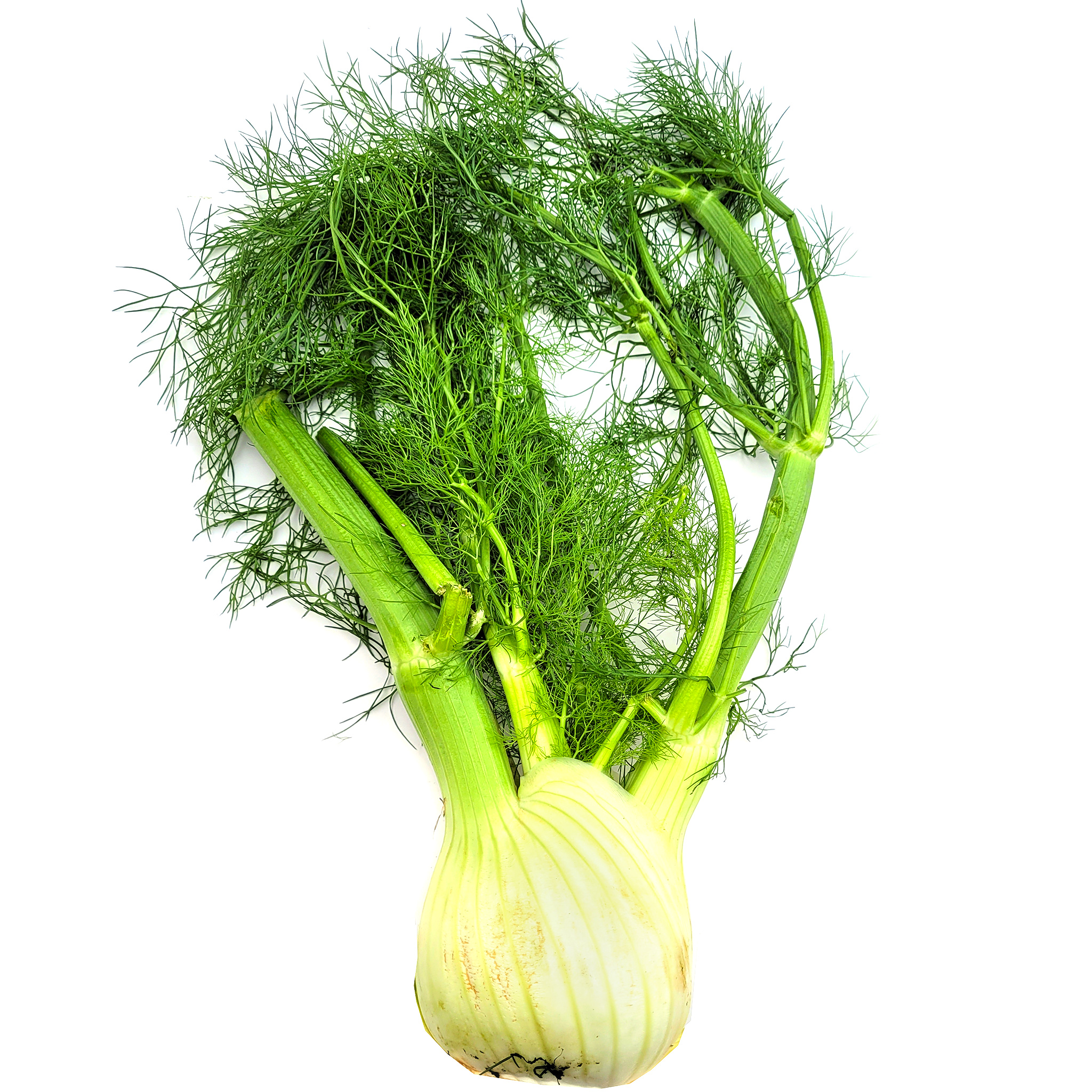Florence fennel, Bulb vegetable, Asian kitchen staple, Unique taste and texture, 2050x2050 HD Phone