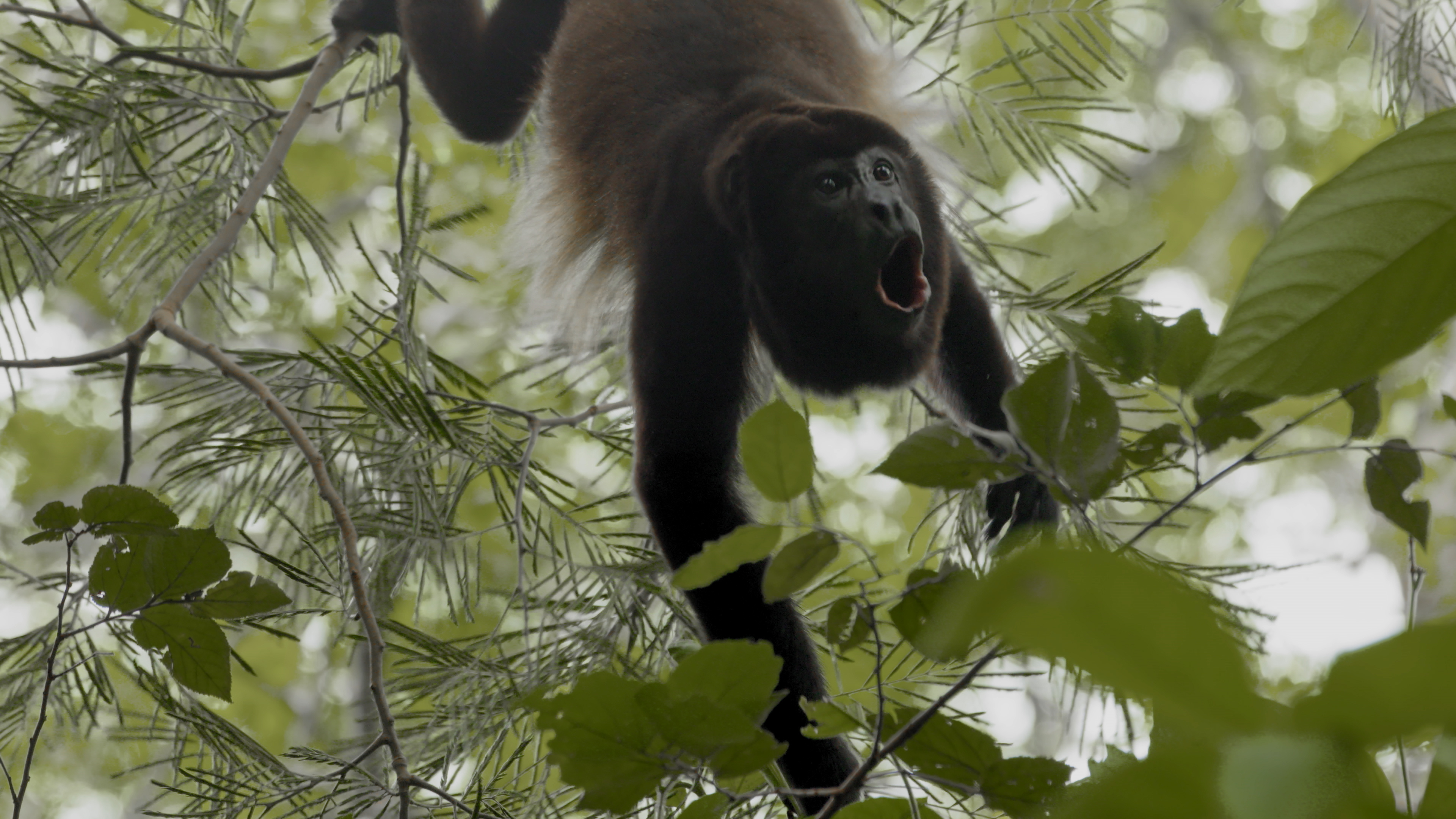 La Selva Pluvial, Wild Rainforest, Nature, Biodiversity, 3840x2160 4K Desktop