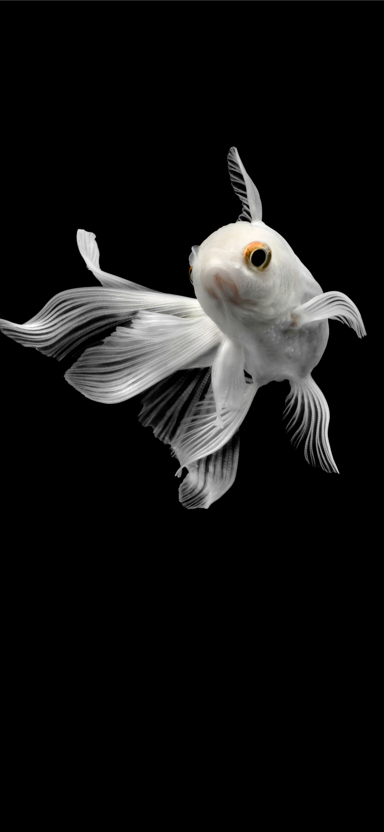 Gold Fish: White-colored pet, The result of exposure to excess light, The Cyprinidae family. 1290x2780 HD Wallpaper.
