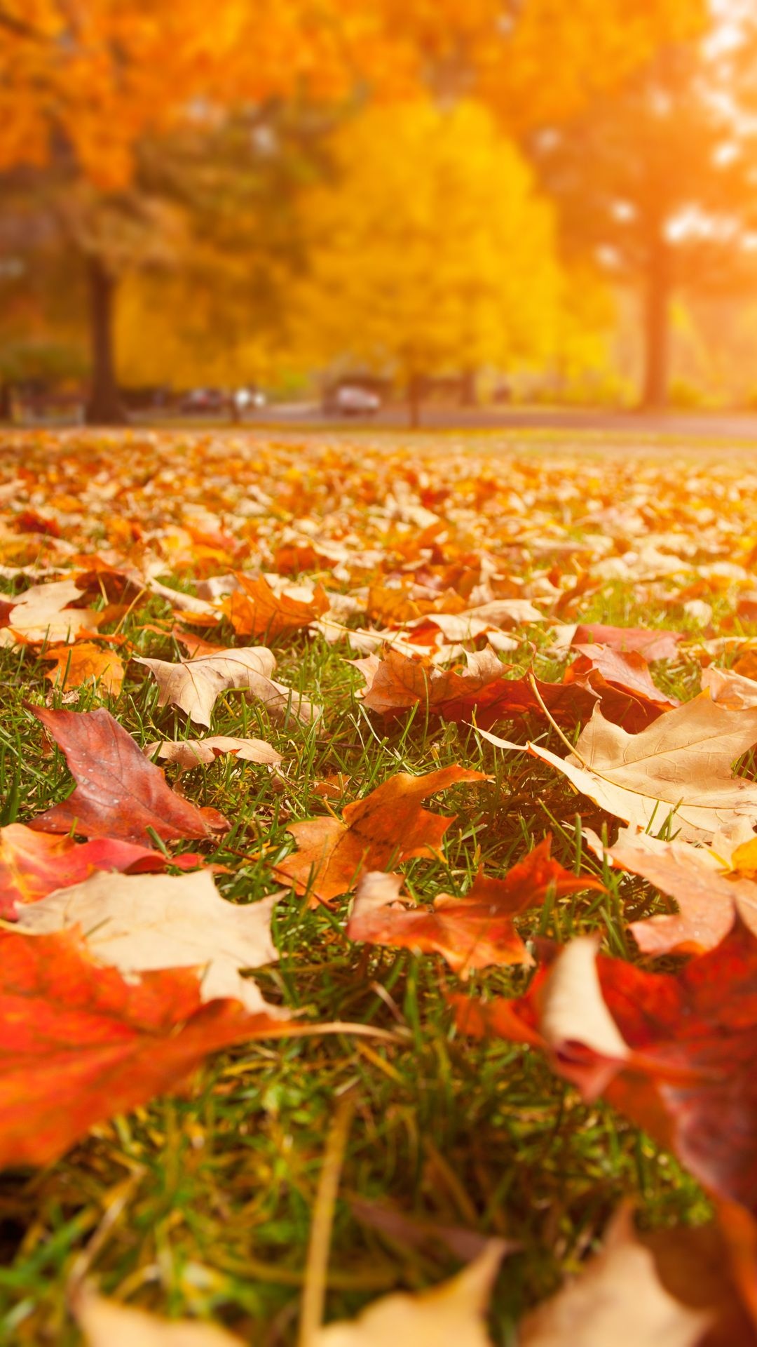 Autumn garden, Autumn trees, Serene beauty, Aesthetic charm, 1080x1920 Full HD Phone