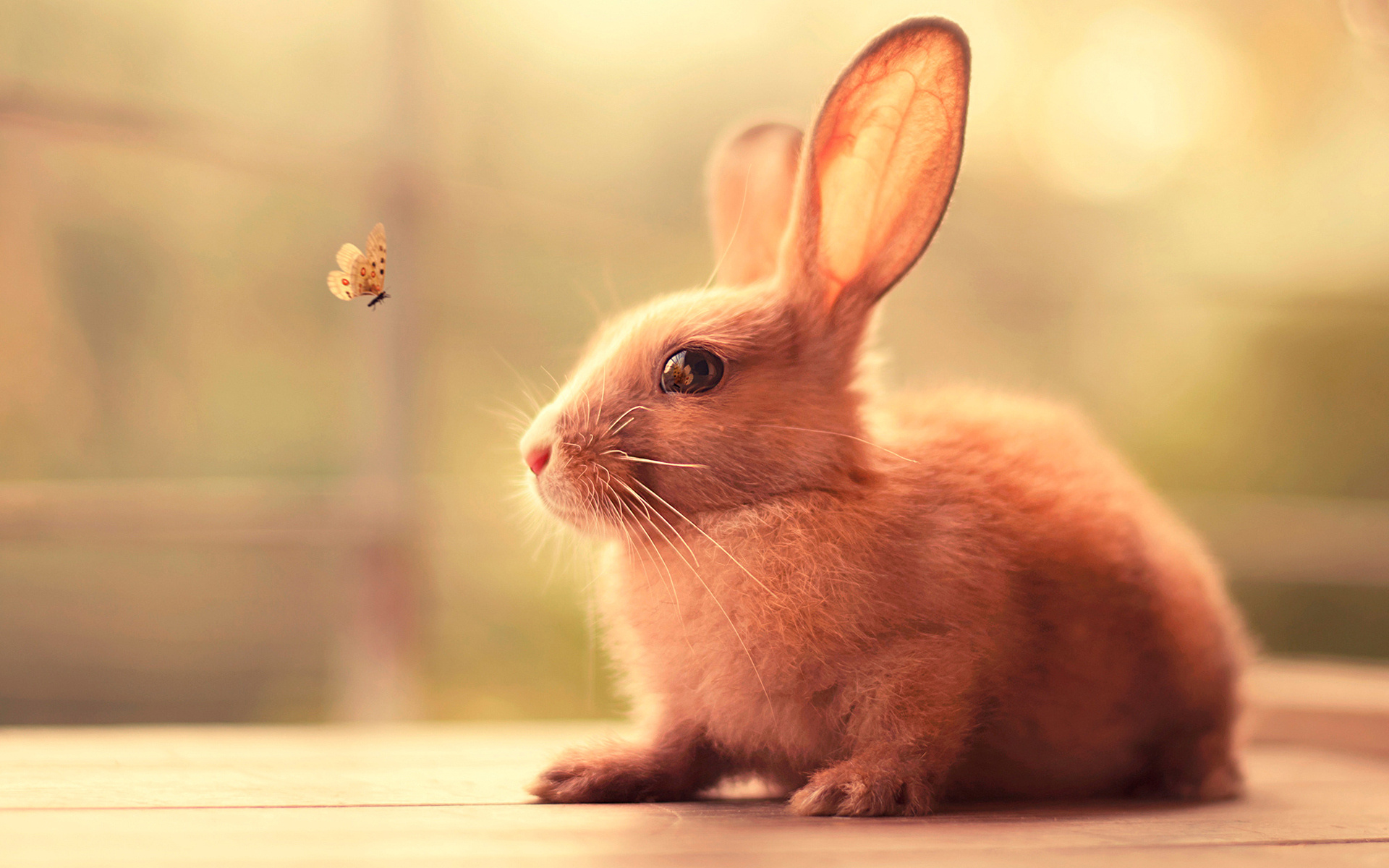 Bunny: New Zealand rabbit, Developed in California from a mix of breeds. 1920x1200 HD Background.