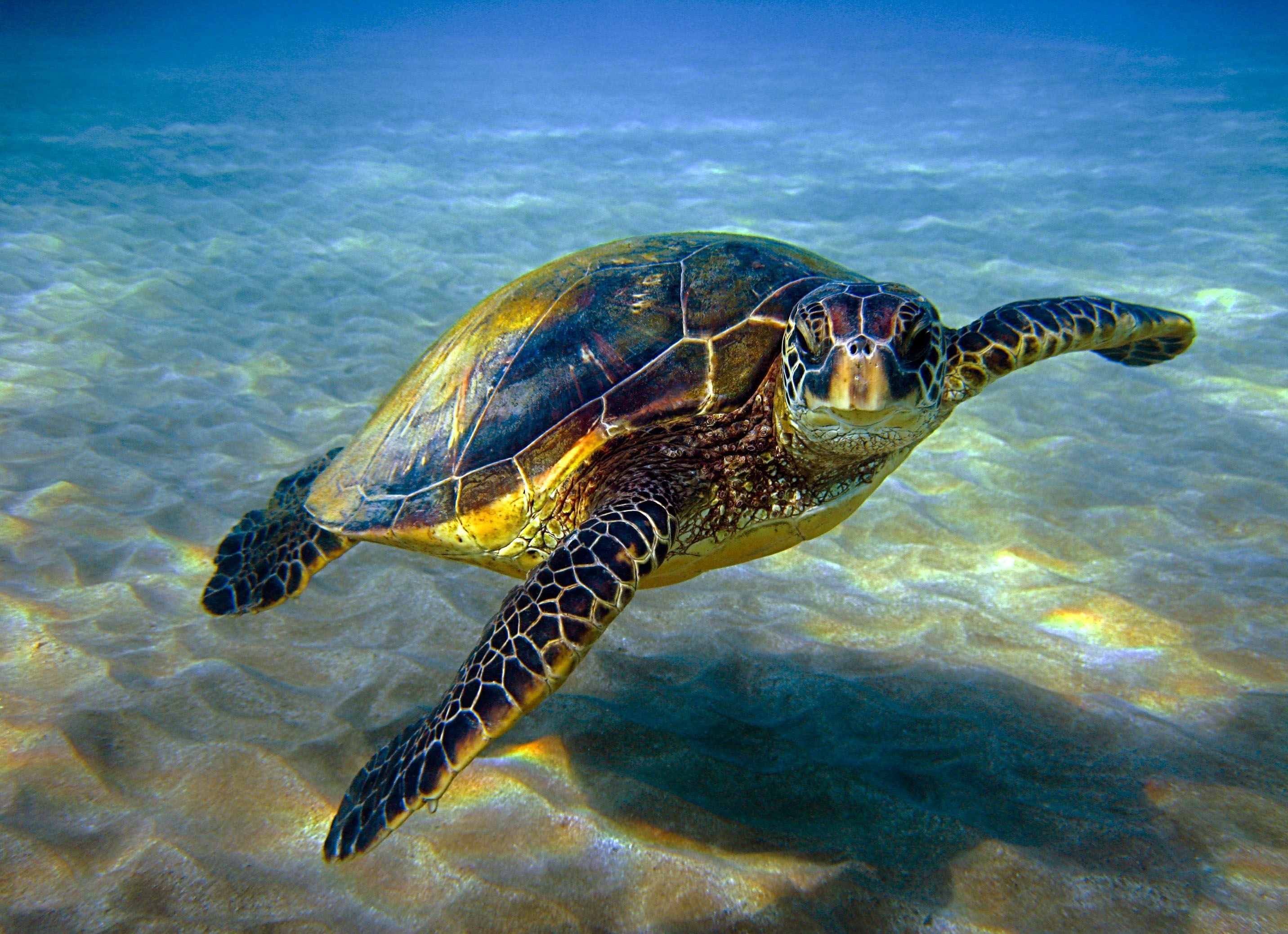 Latest HD wallpapers, Other sites, WDS 12345, Sea turtle, 2870x2080 HD Desktop