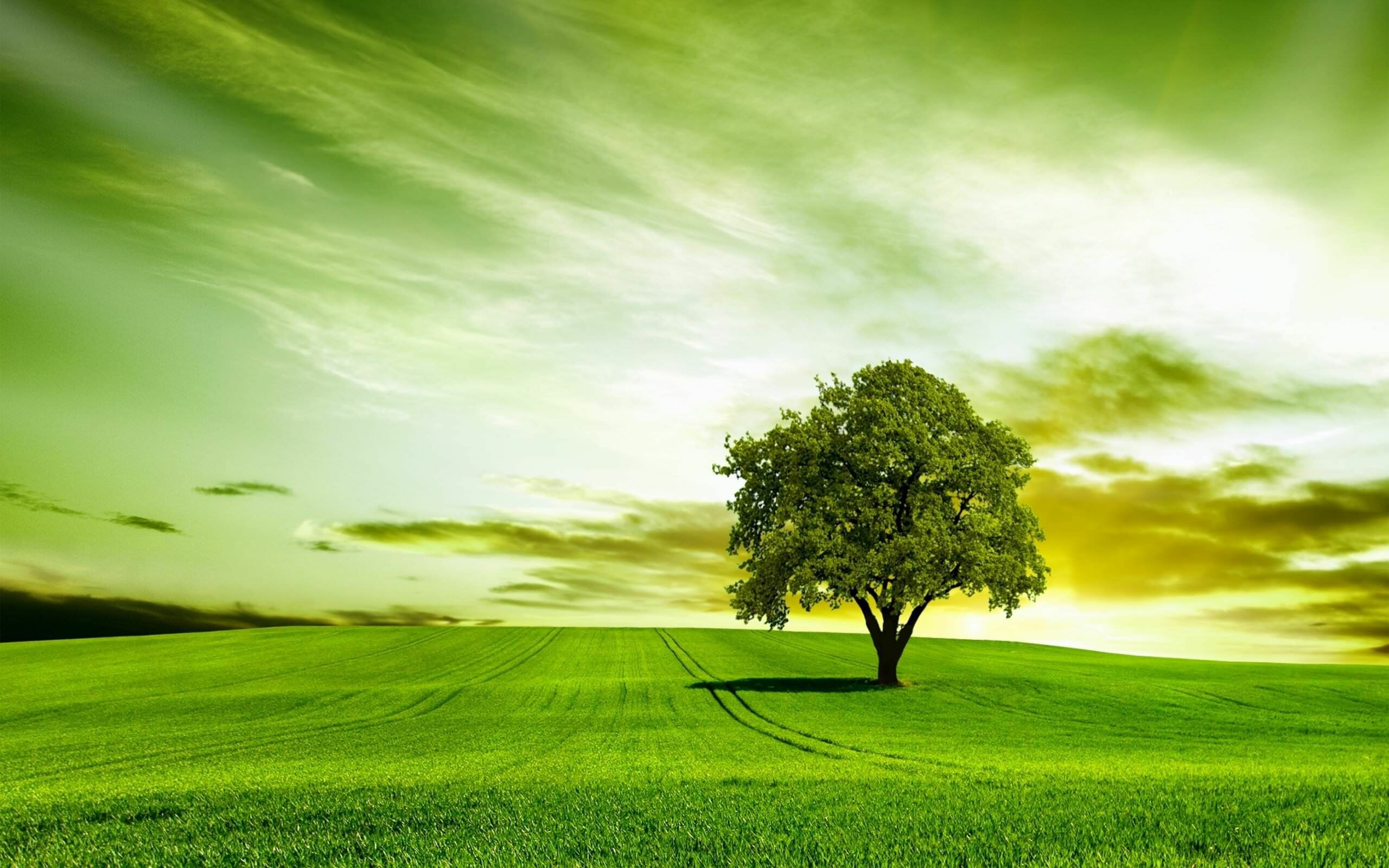 Grner Baum, HD Hintergrundbilder, Erstaunliche Naturfotos, Grn Natur, 2560x1600 HD Desktop