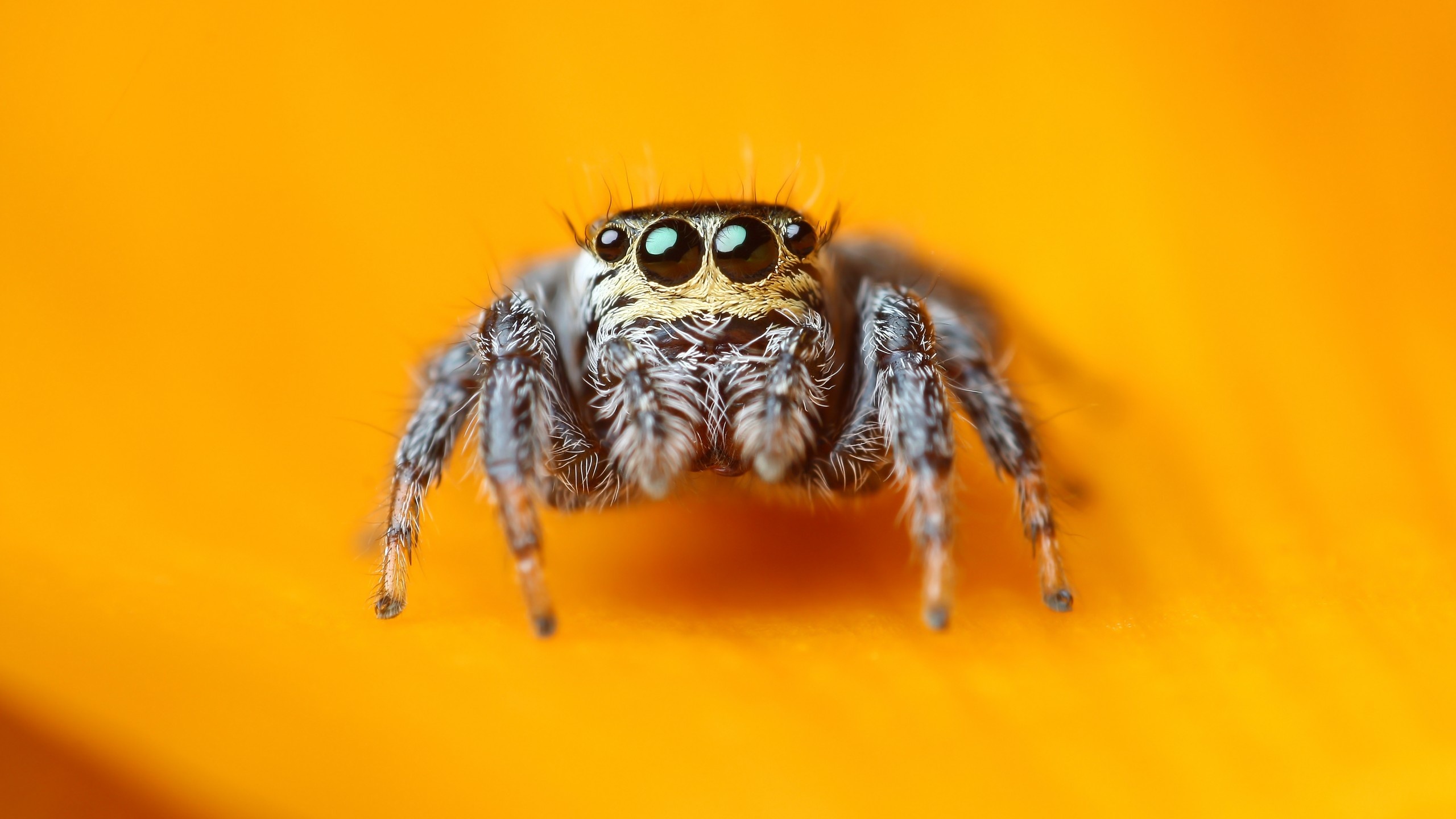 Spider, Jumping spider wallpaper, Macro photography, Arachnid beauty, 2560x1440 HD Desktop