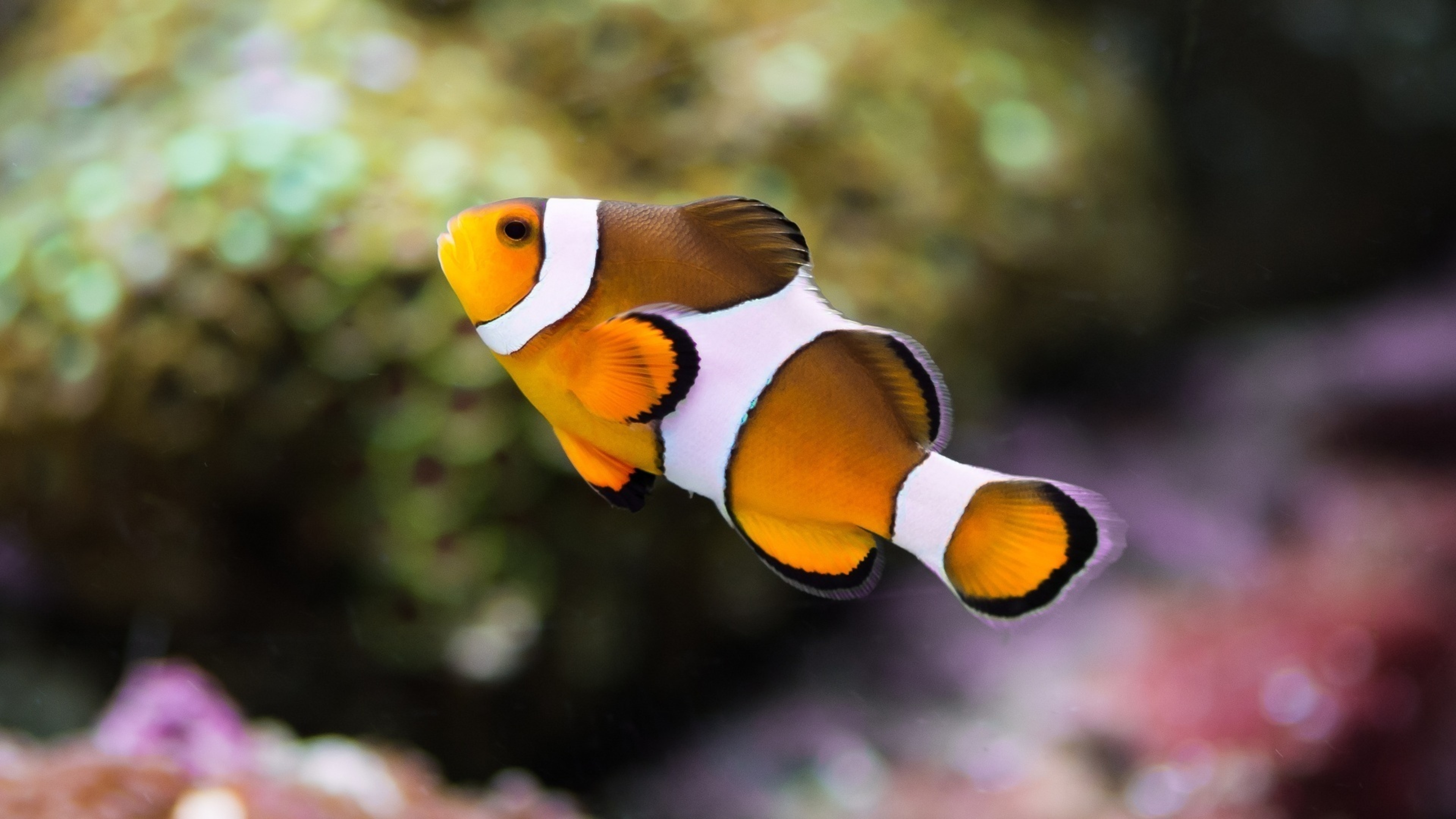 Clown Fish: Anemonefish, Fishes from the subfamily Amphiprioninae. 3840x2160 4K Wallpaper.