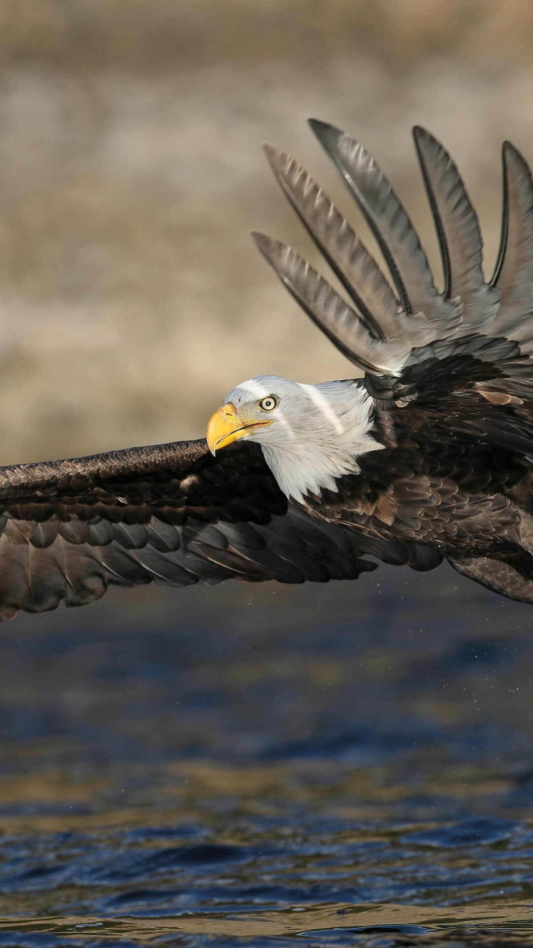 Eagle: An eagle's wings are long and broad, making them effective for soaring. 1080x1920 Full HD Background.