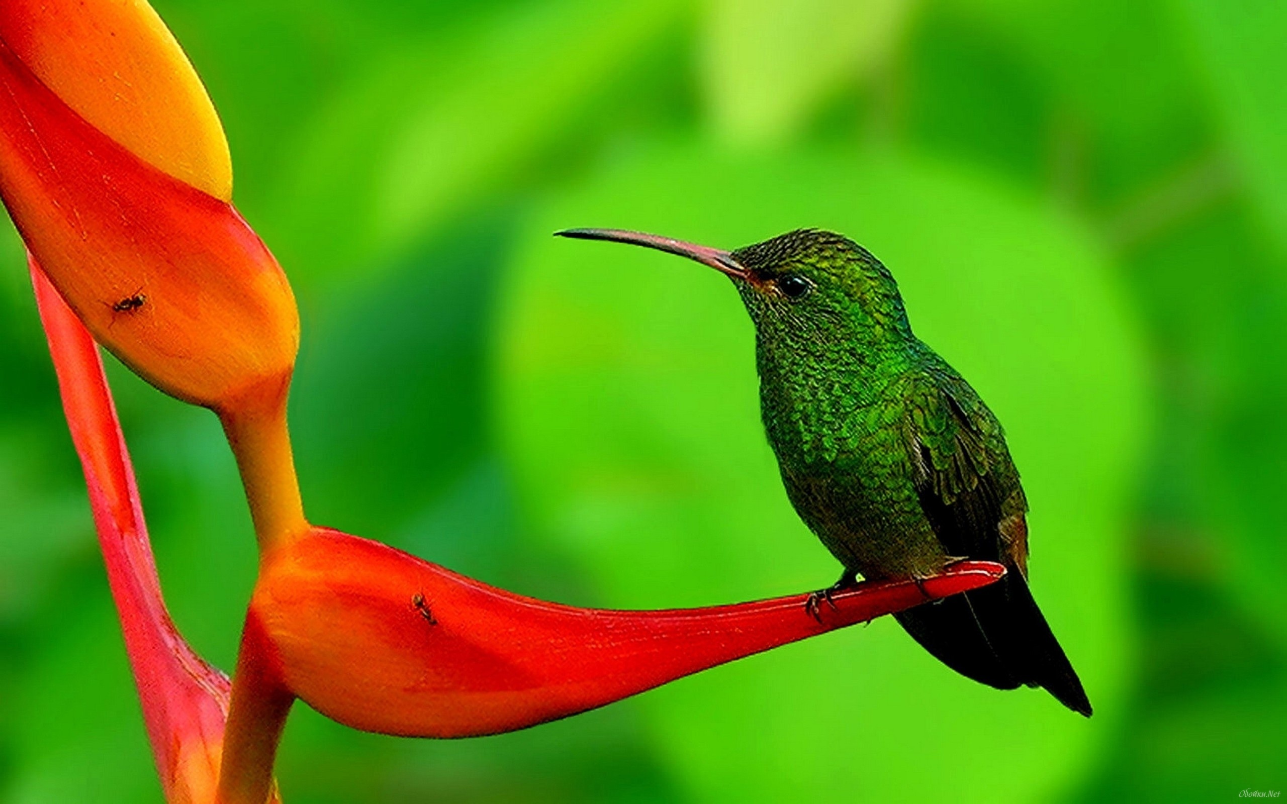Exquisite hummingbird, Nature's artwork, Mesmerizing beauty, Delicate flight, 2560x1600 HD Desktop