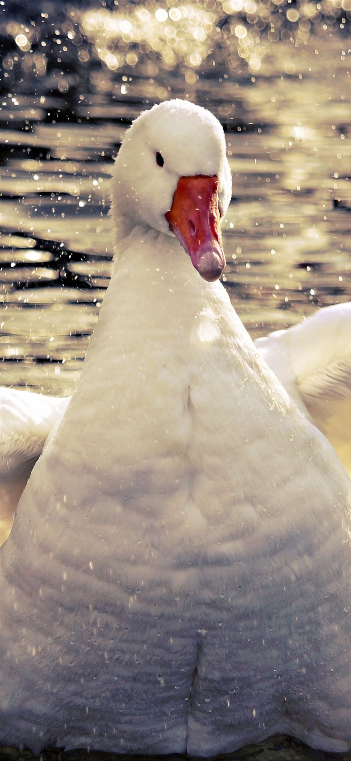 Goose wallpapers, iPhone backgrounds, Free downloads, HD quality, 1170x2540 HD Handy