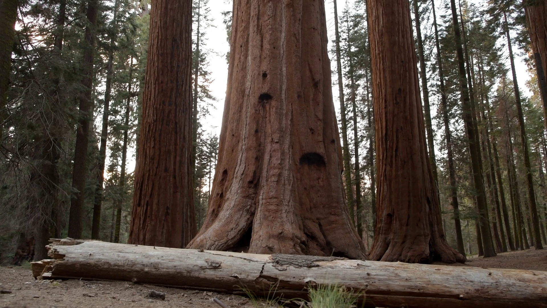 Cedar Tree, Redwood forest, Tranquil landscapes, Nature's wonder, 1920x1080 Full HD Desktop