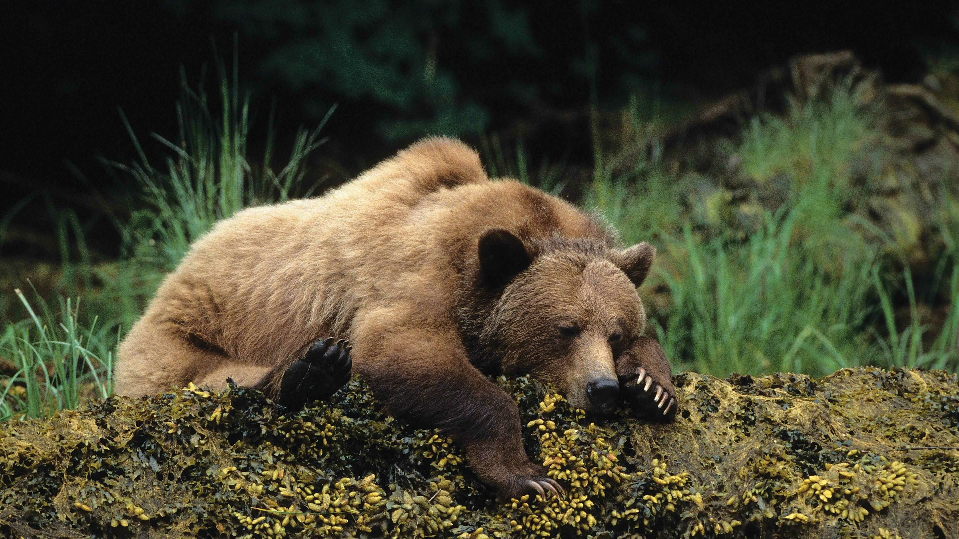 Bear: Carnivoran mammals of the family Ursidae. 3840x2160 4K Background.