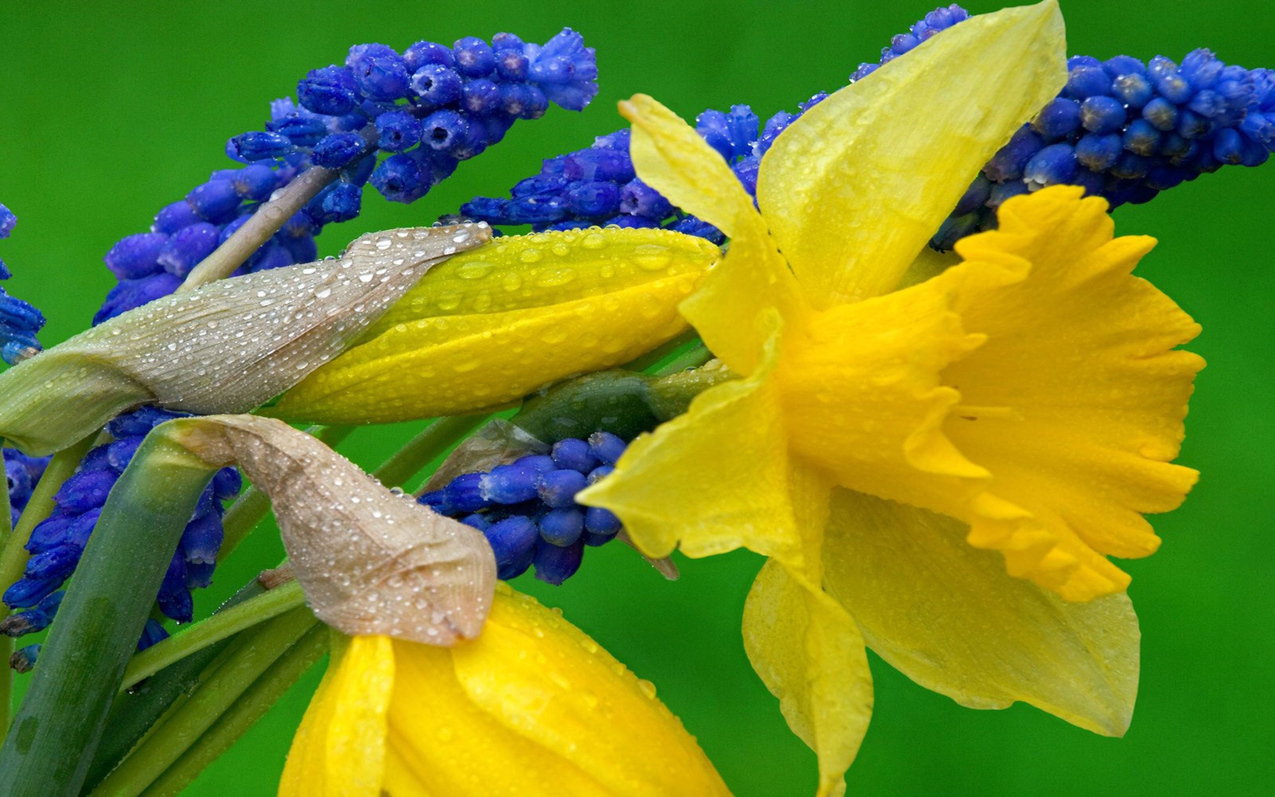 Grape hyacinth wallpaper, Yellow and blue flowers, HD background, Nature's harmony, 2560x1600 HD Desktop