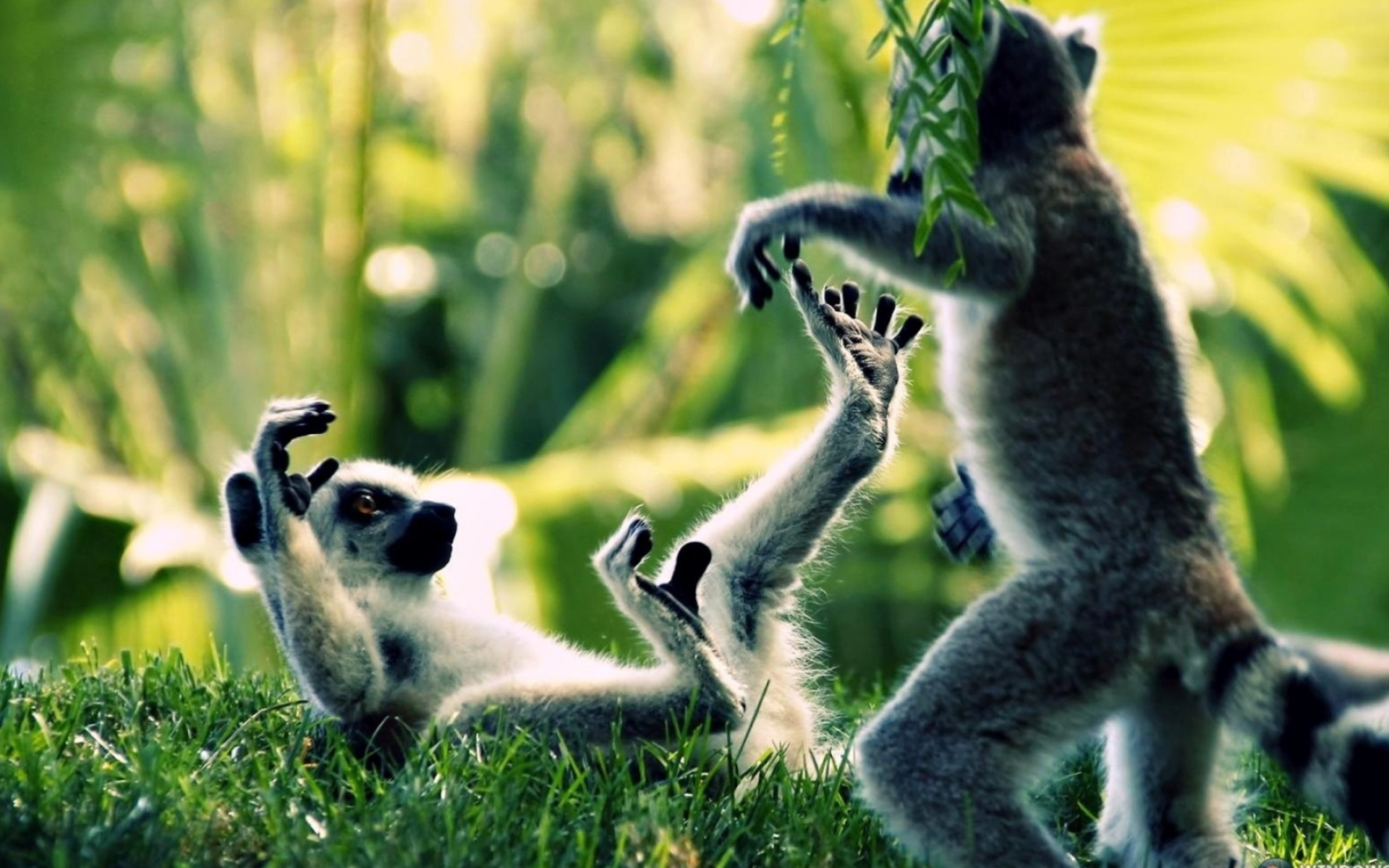Ring Tailed Lemur, Primate of Madagascar, Cute wildlife, Lush jungle scenery, 1920x1200 HD Desktop