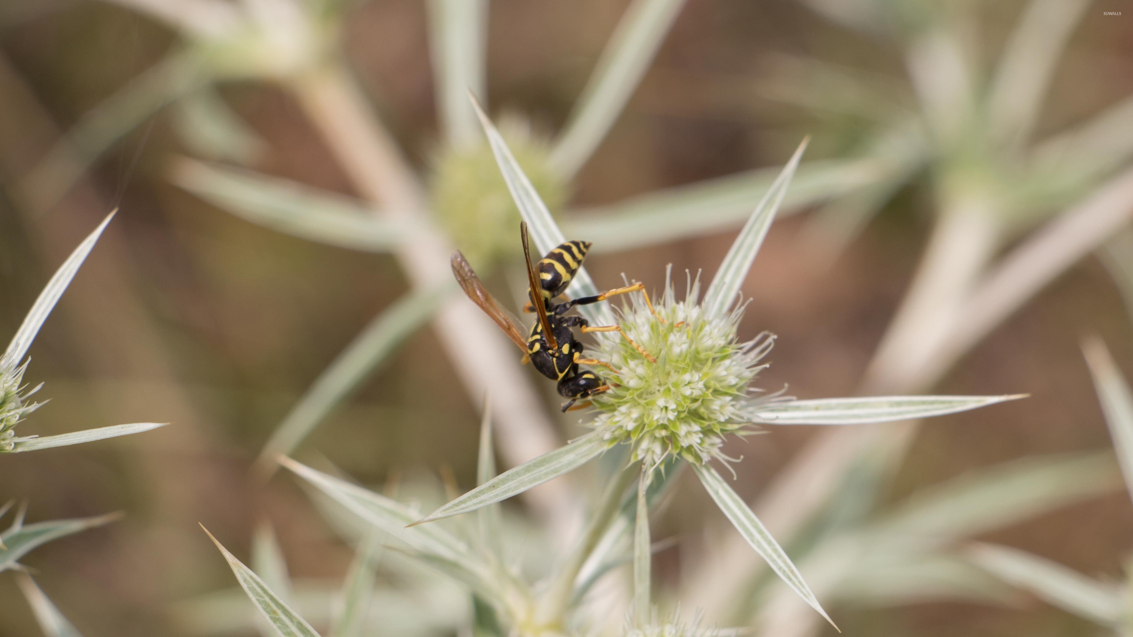 Field wasp, Eryngo blossom, Wallpaper animal, Wallpapers 50332, 3840x2160 4K Desktop