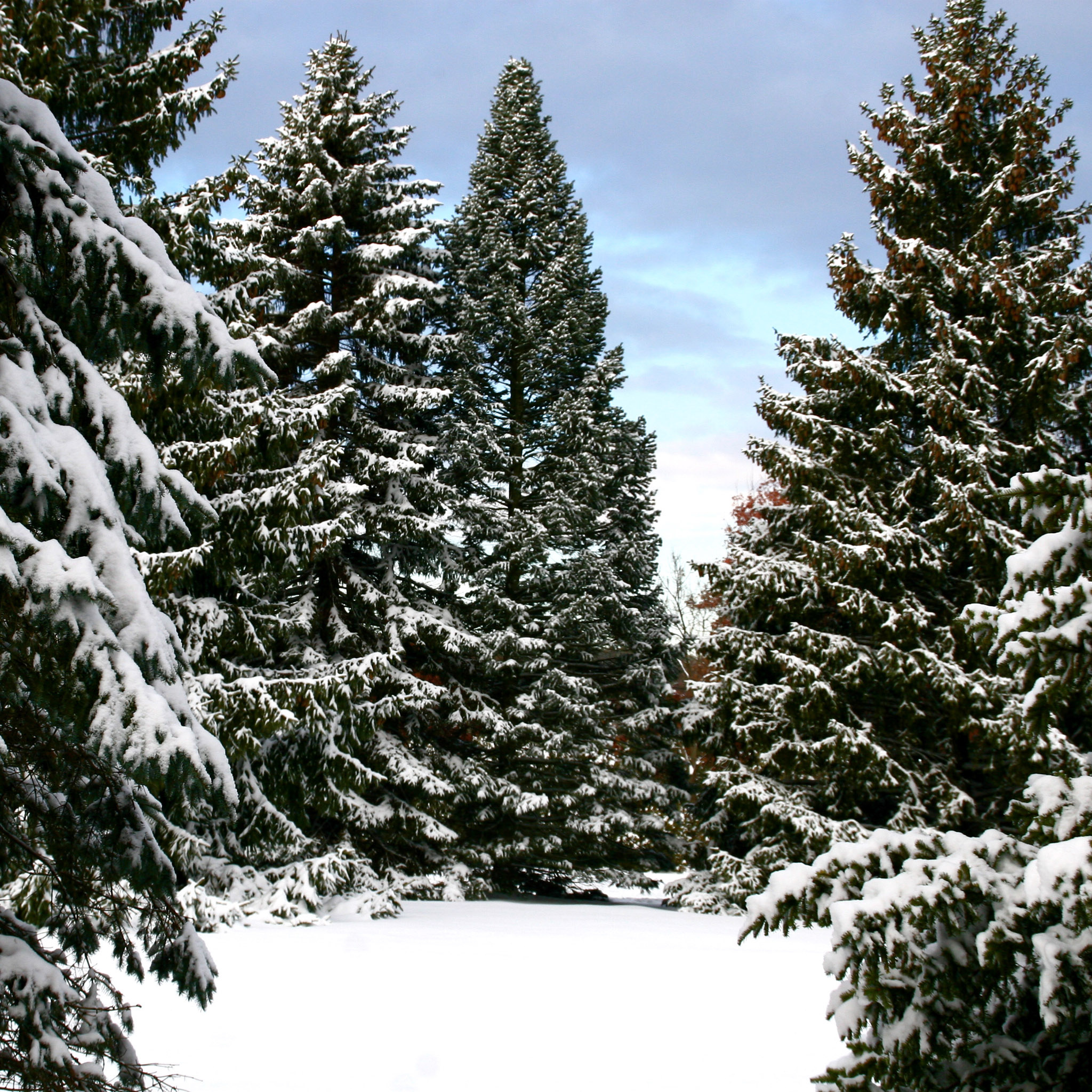 Snow-covered spruce, Winter wonderland, Frosty beauty, Cold season, 2050x2050 HD Phone