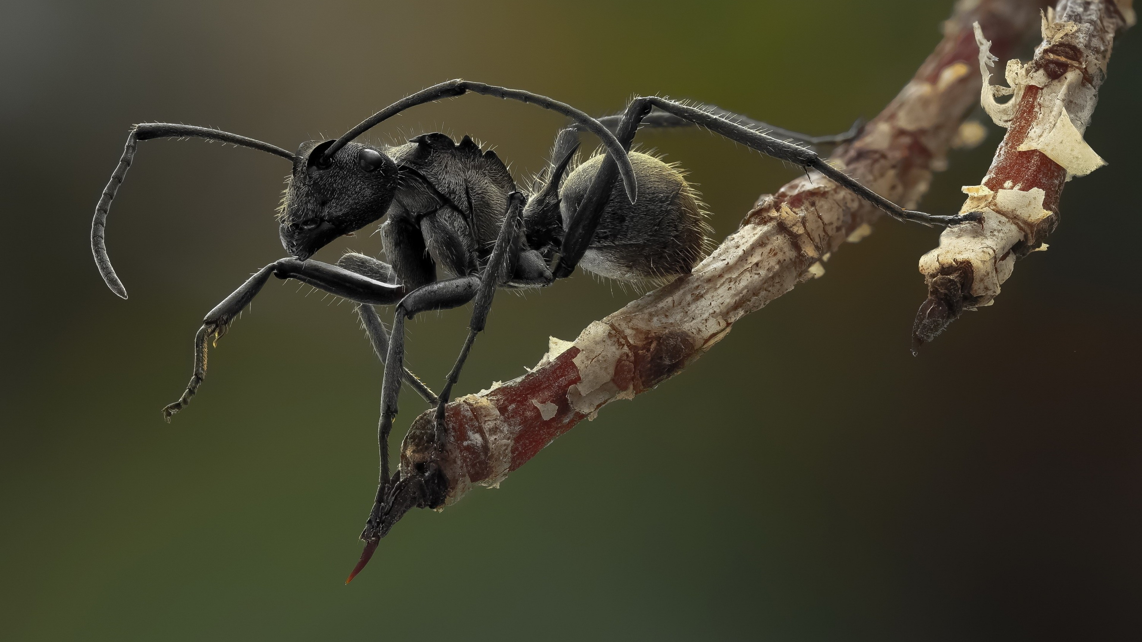 Black ant insects, Macro photography, UHD TV wallpapers, Branch details, 3840x2160 4K Desktop